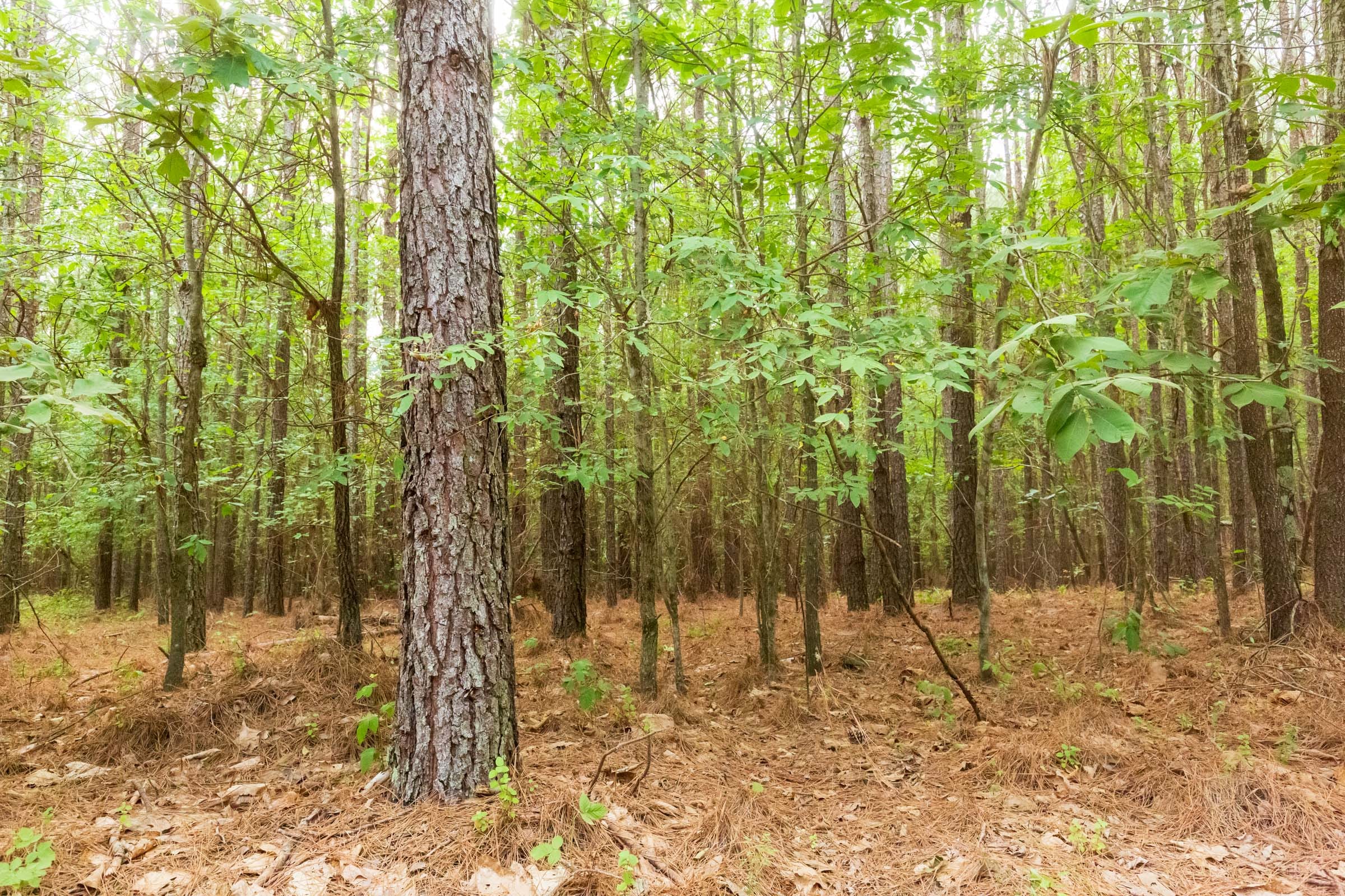 Whiskey Ridge Tract 73 photo 18