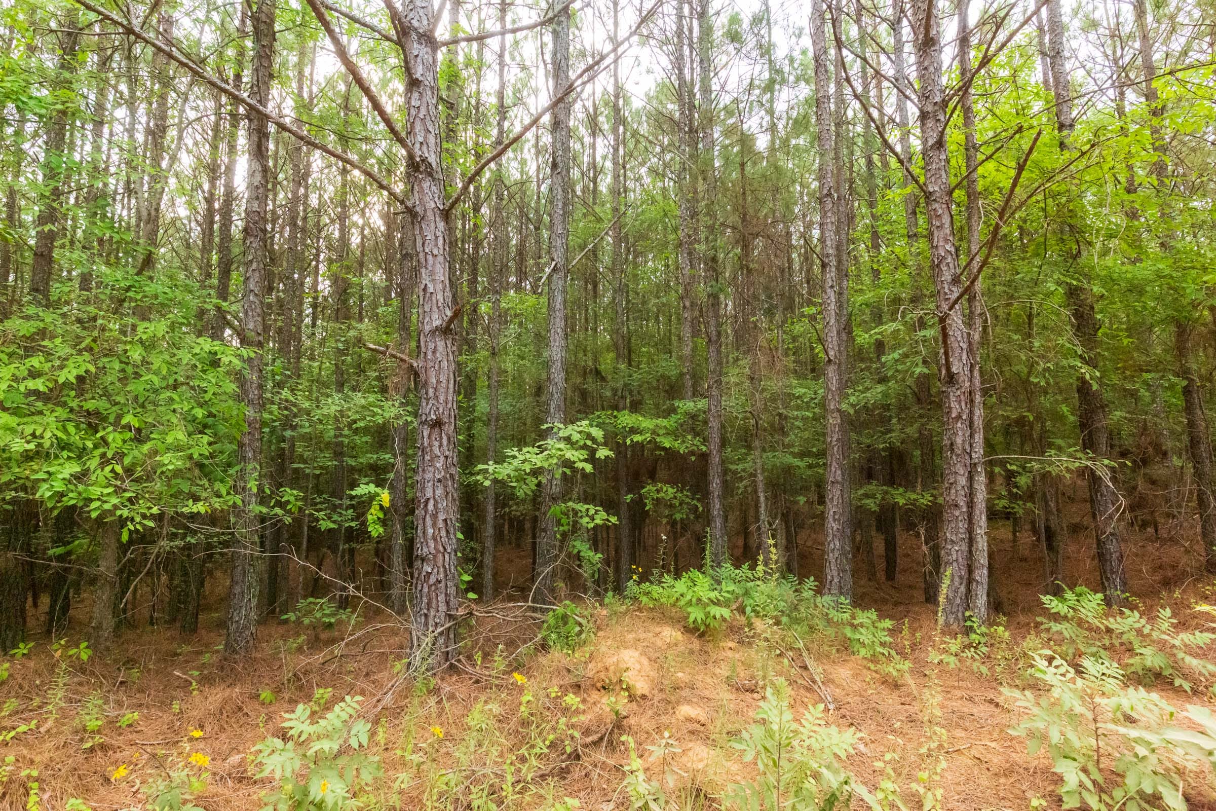 Whiskey Ridge Tract 73 photo 19