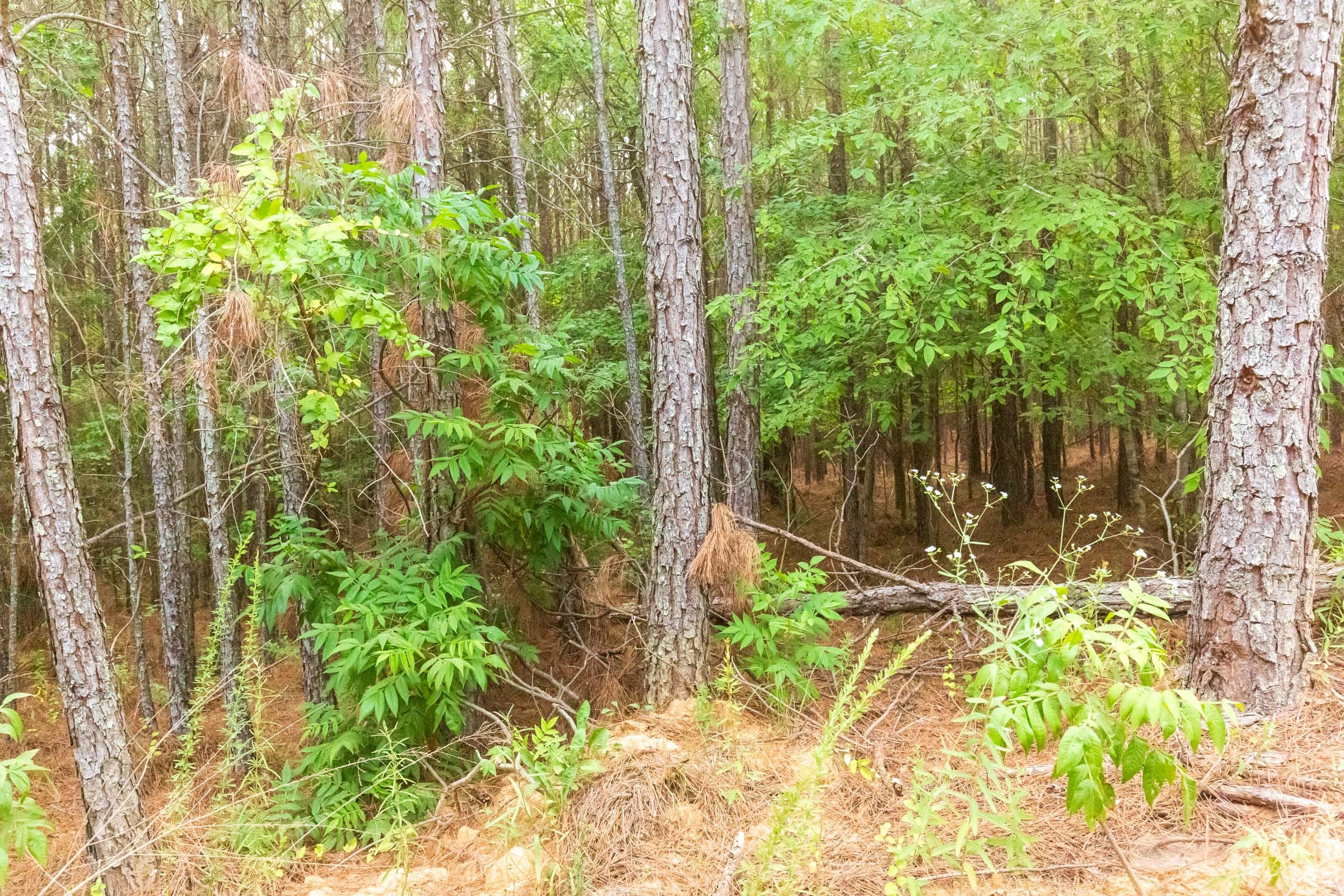 Whiskey Ridge Tract 73 photo 21