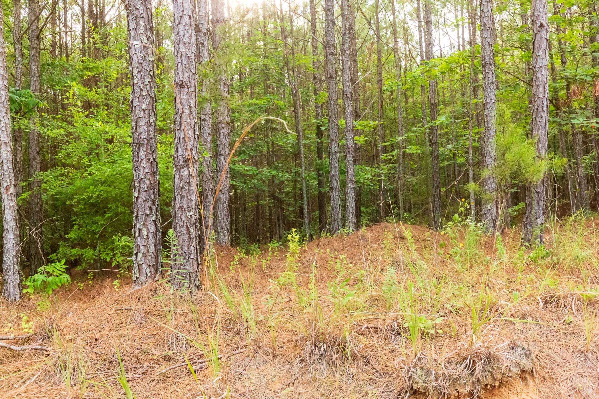 Whiskey Ridge Tract 73 photo 22
