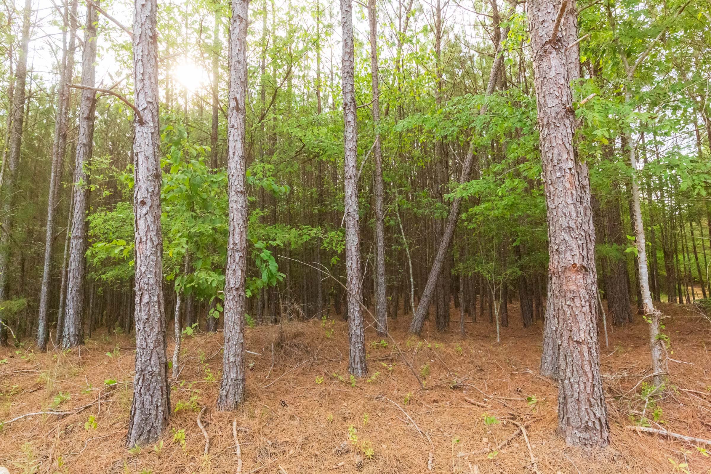 Whiskey Ridge Tract 73 photo 20