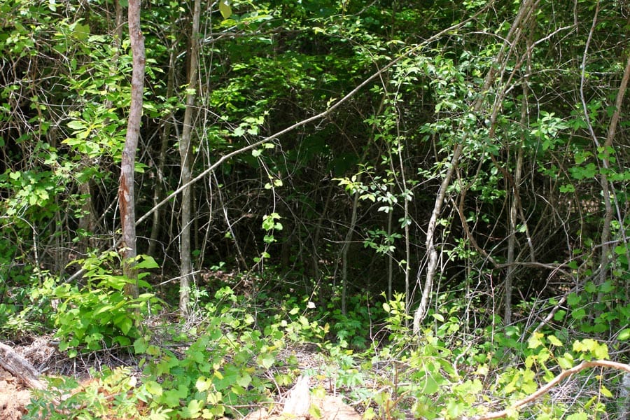 Bluebird Ranch Tract 11 photo 3