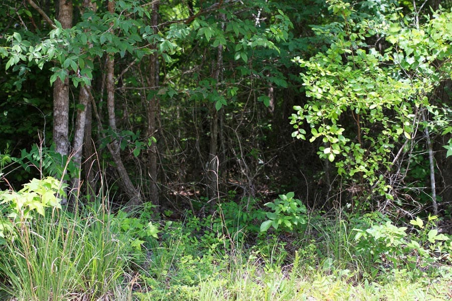 Bluebird Ranch Tract 11 photo 4