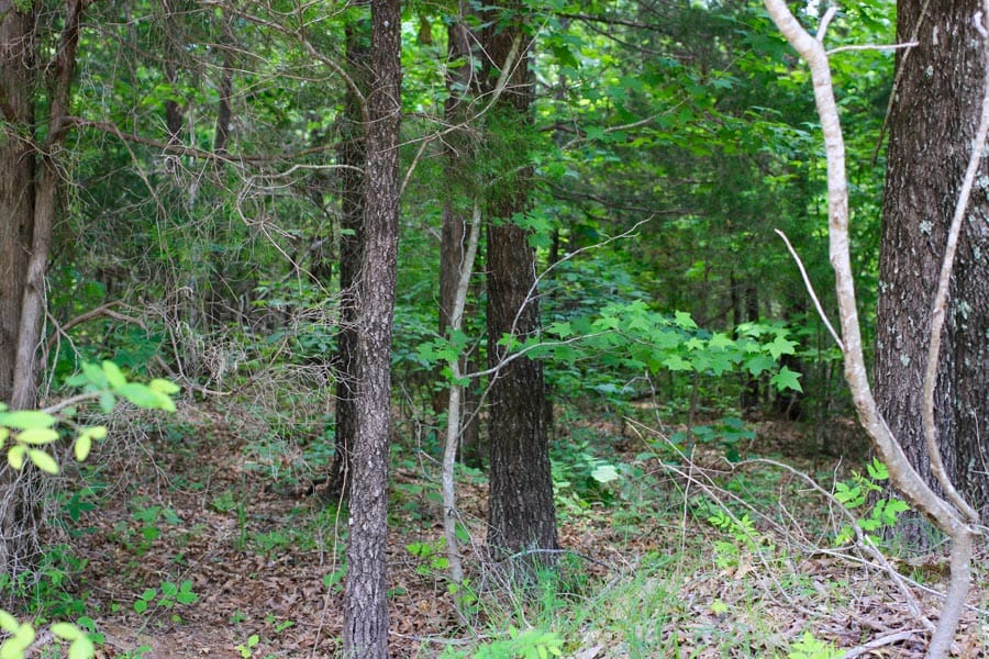 Bluebird Ranch Tract 11 photo 5