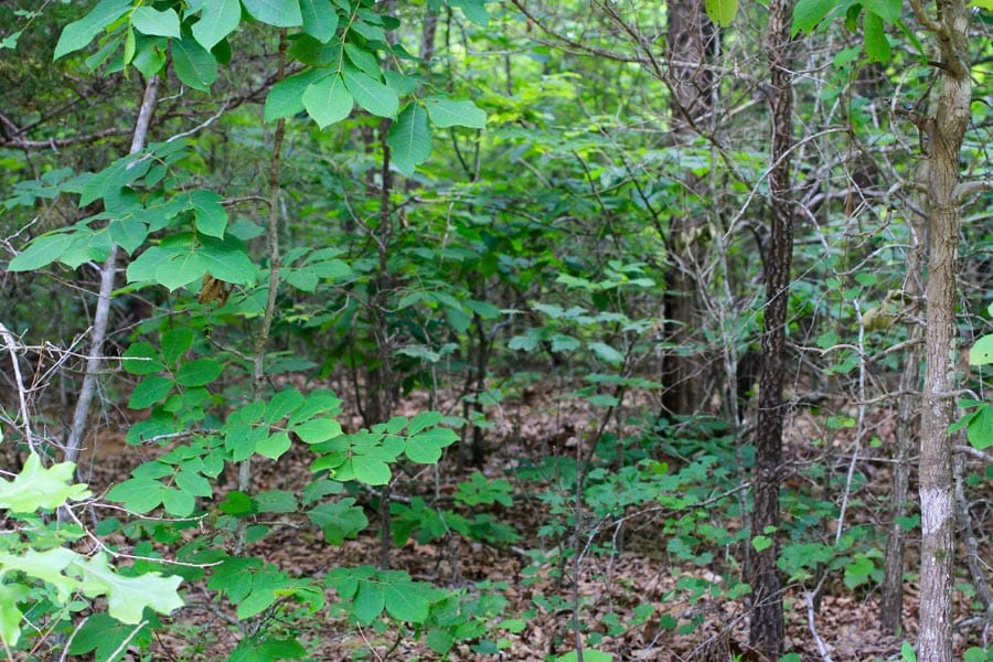 Bluebird Ranch Tract 11 photo 12