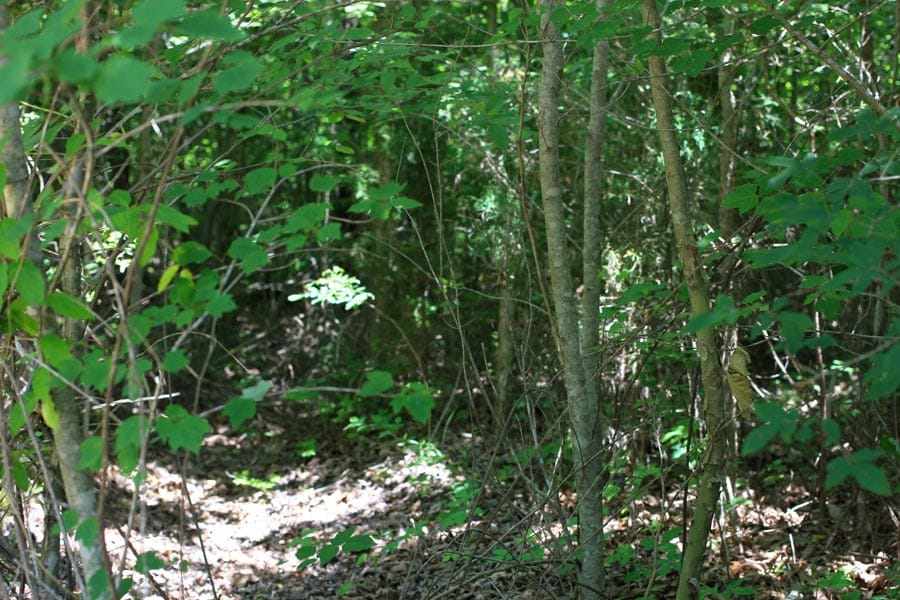 Bluebird Ranch Tract 11 photo 19