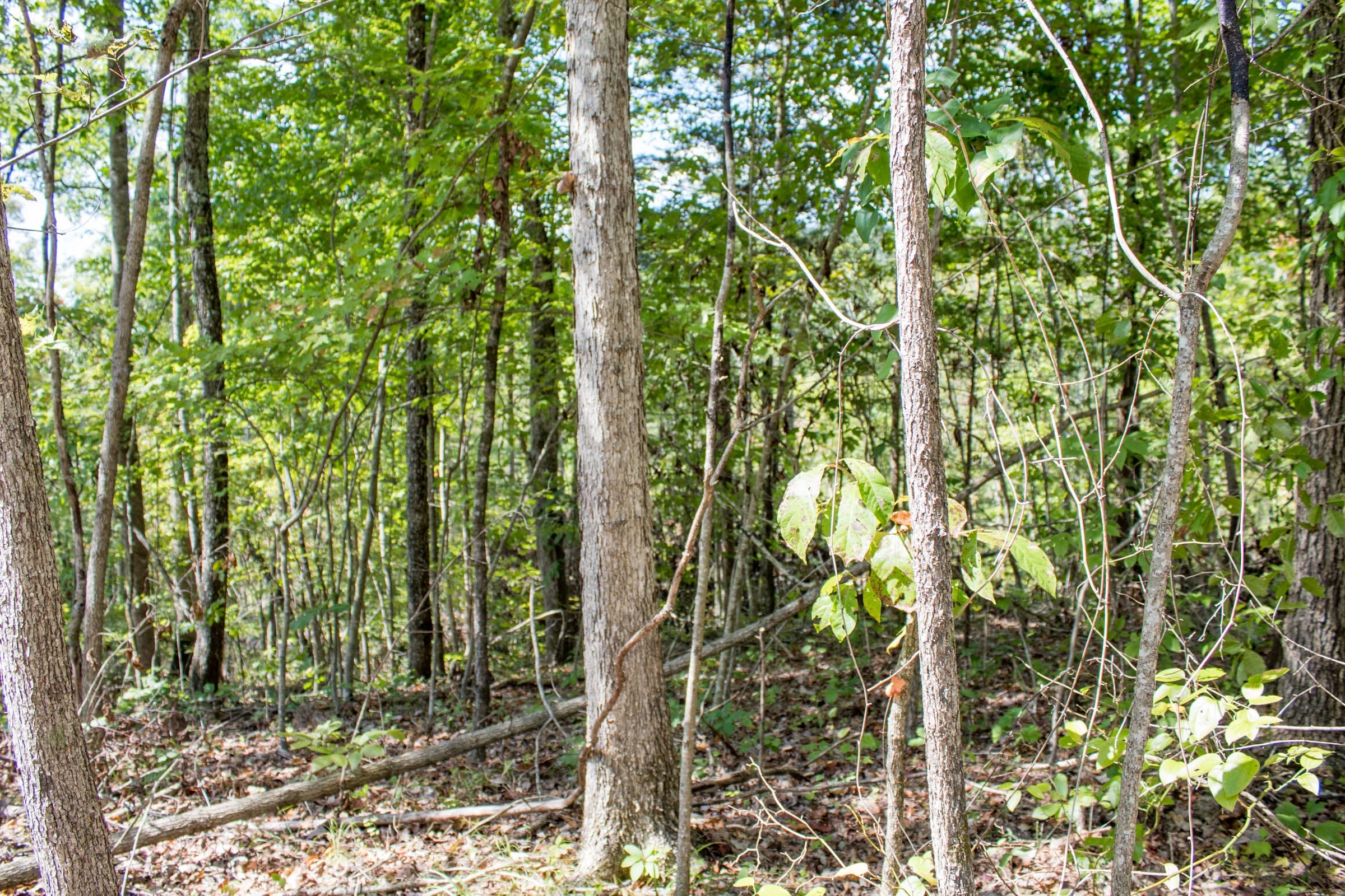 Buck Run Ridge Tract 21 photo 2