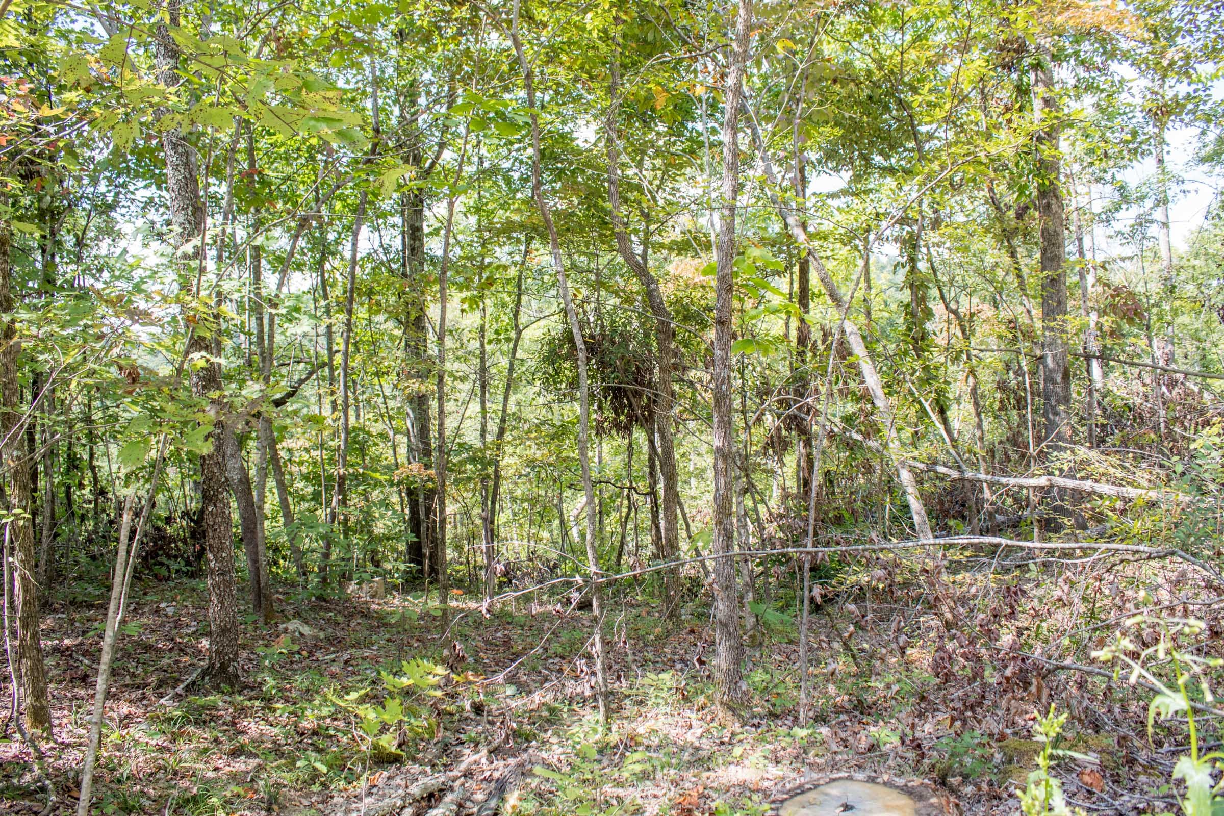 Buck Run Ridge Tract 21 photo 3