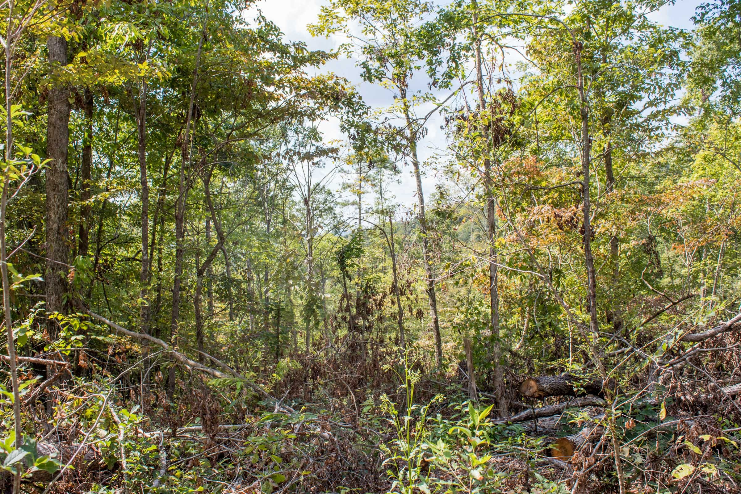 Buck Run Ridge Tract 21 photo 5