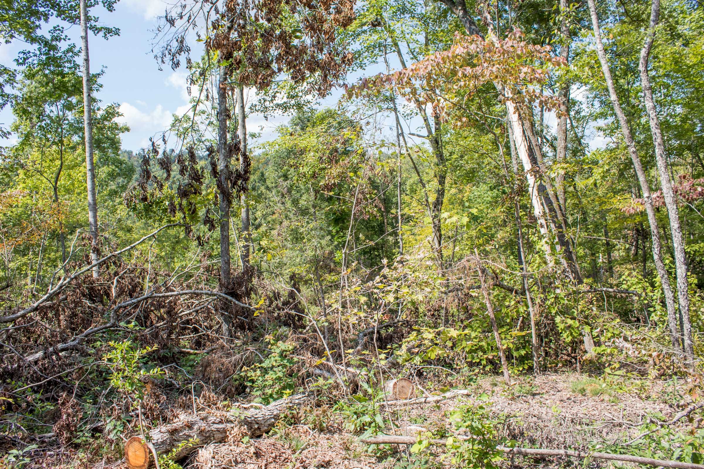 Buck Run Ridge Tract 21 photo 6