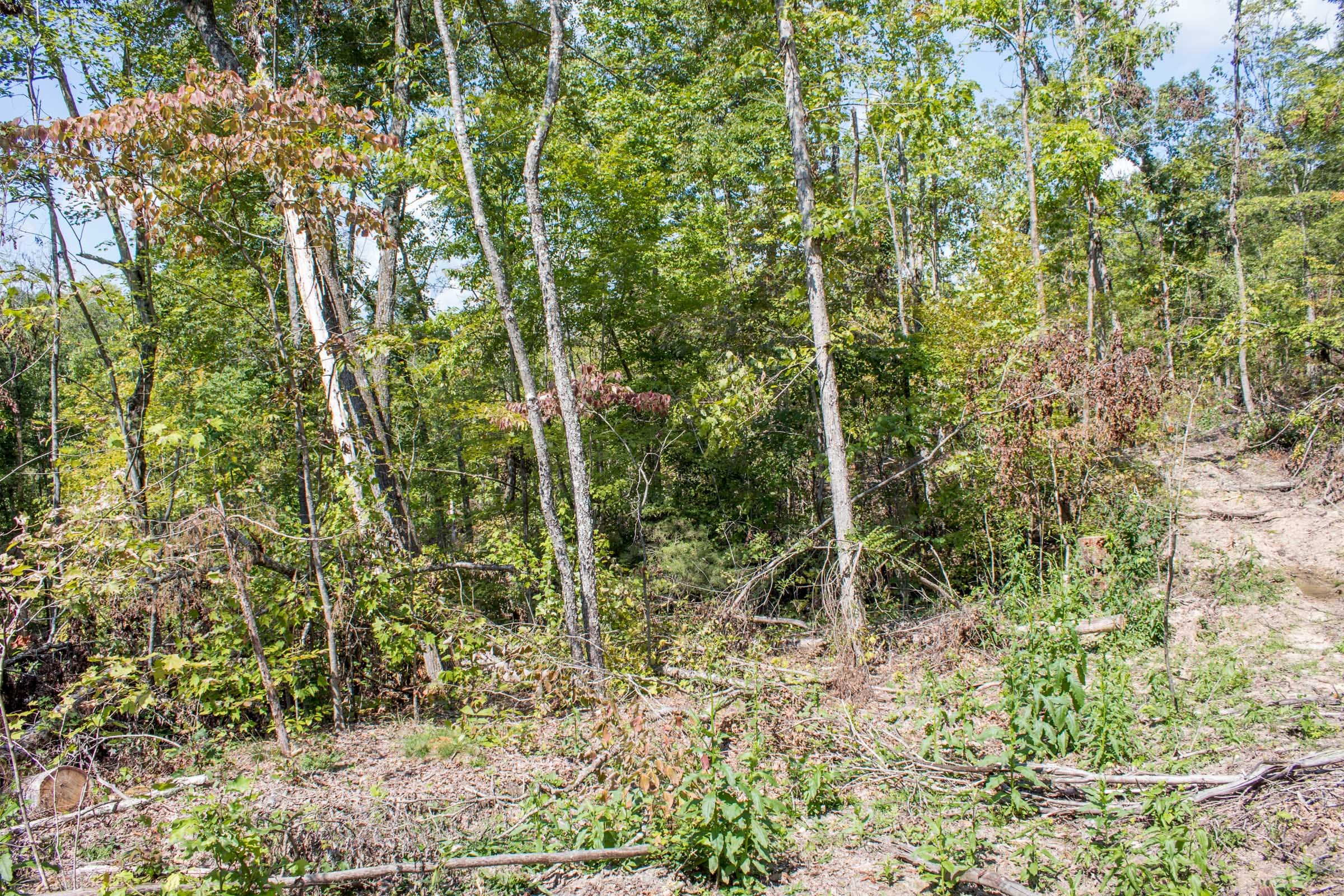 Buck Run Ridge Tract 21 photo 7