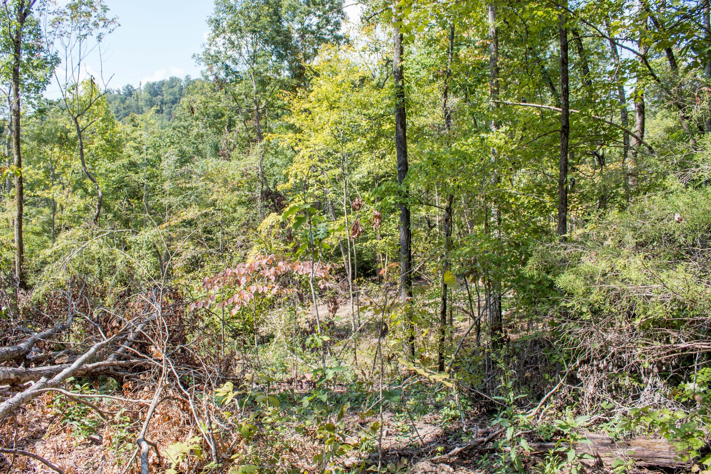 Buck Run Ridge Tract 21 photo 9