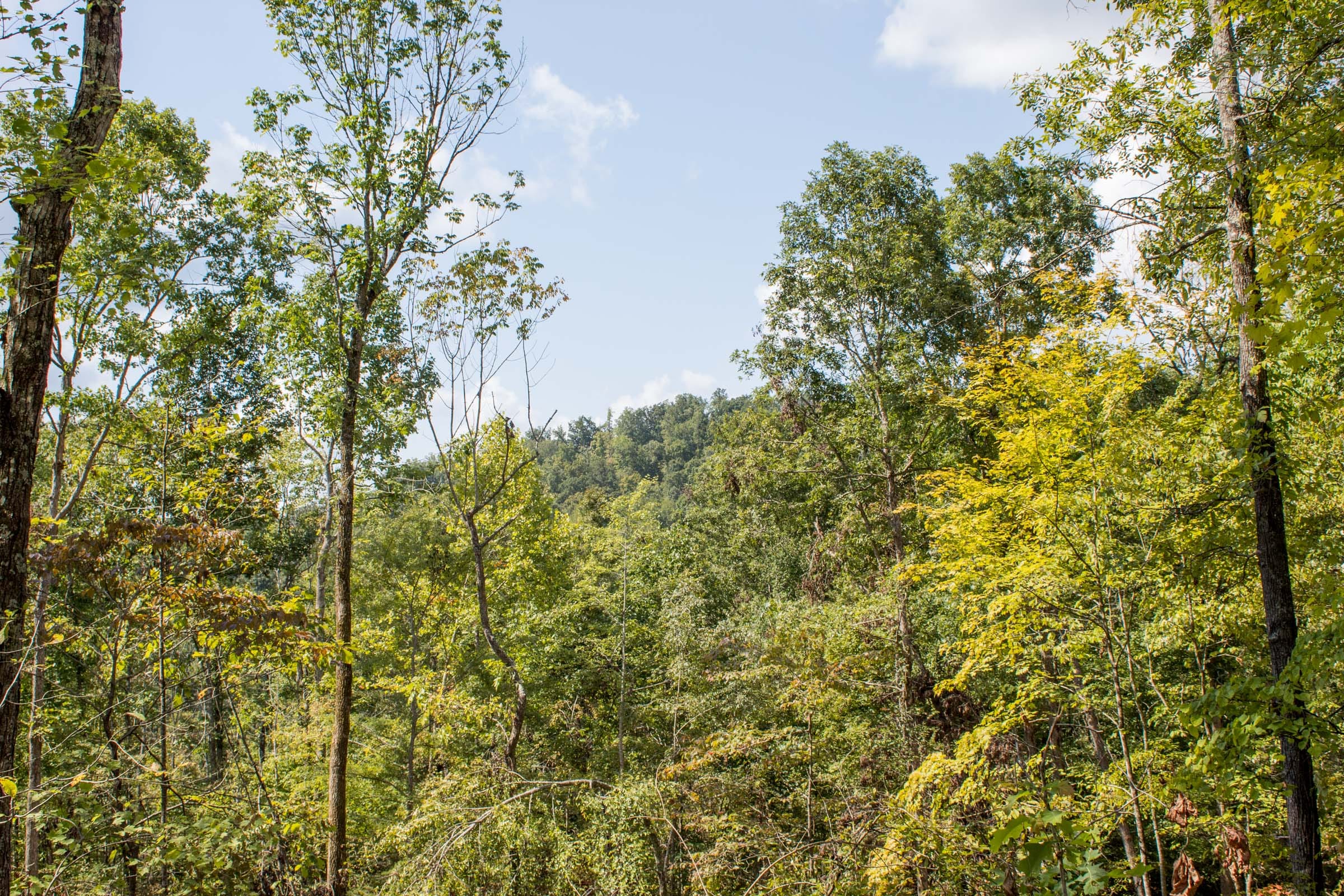 Buck Run Ridge Tract 21 photo 10