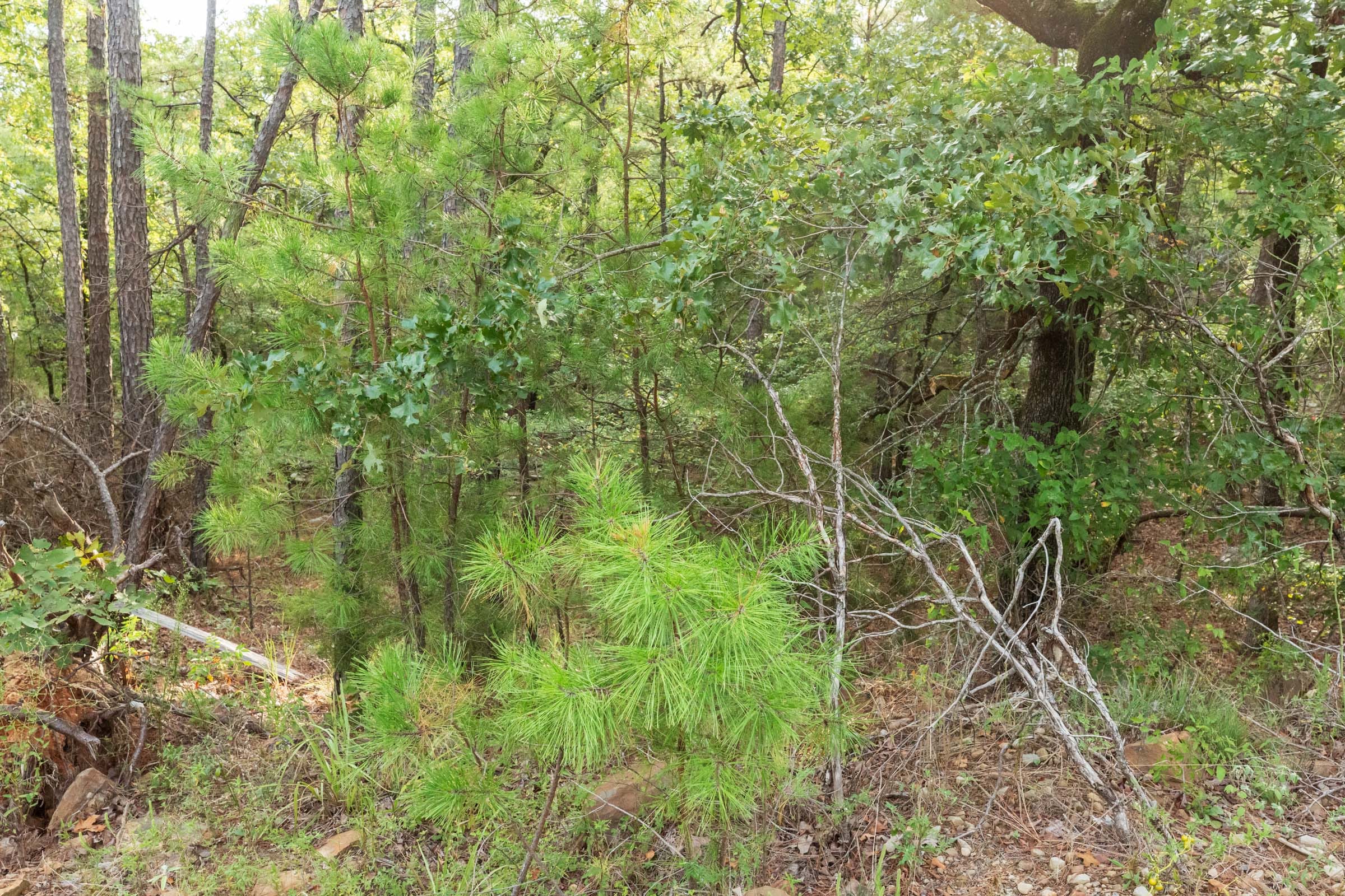 Stone Bridge Phase V Tract 393 photo 8