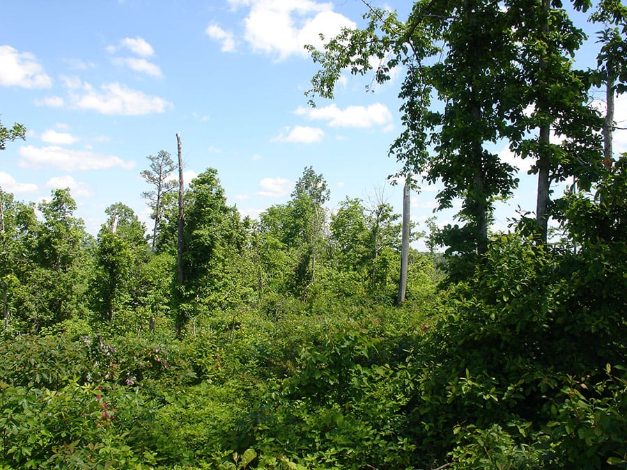 Antler Ridge Tract 7 photo 1