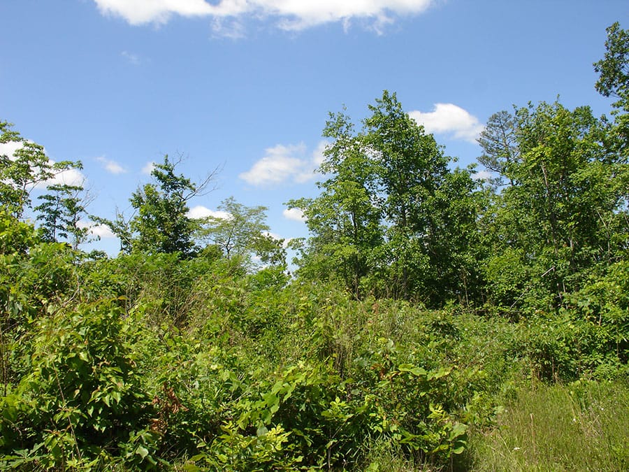 Antler Ridge Tract 7 photo 2
