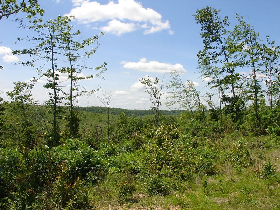 Antler Ridge Tract 7 photo 4