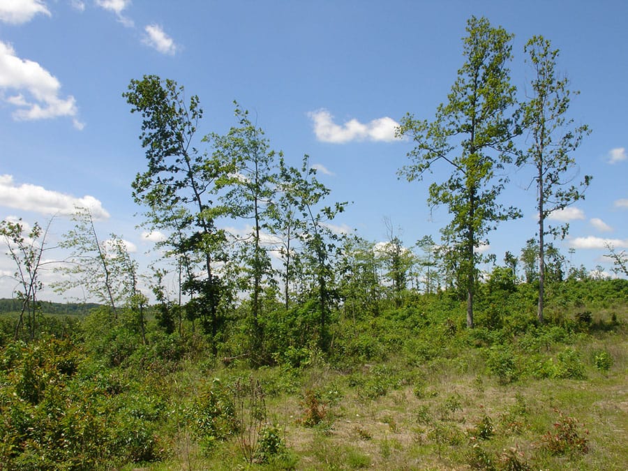 Antler Ridge Tract 7 photo 5