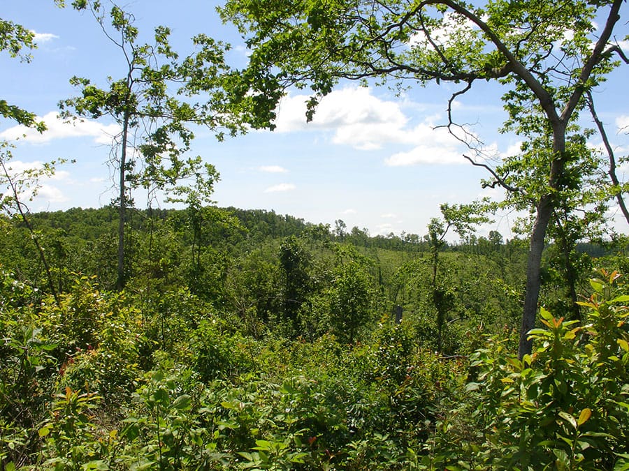 Antler Ridge Tract 7 photo 6