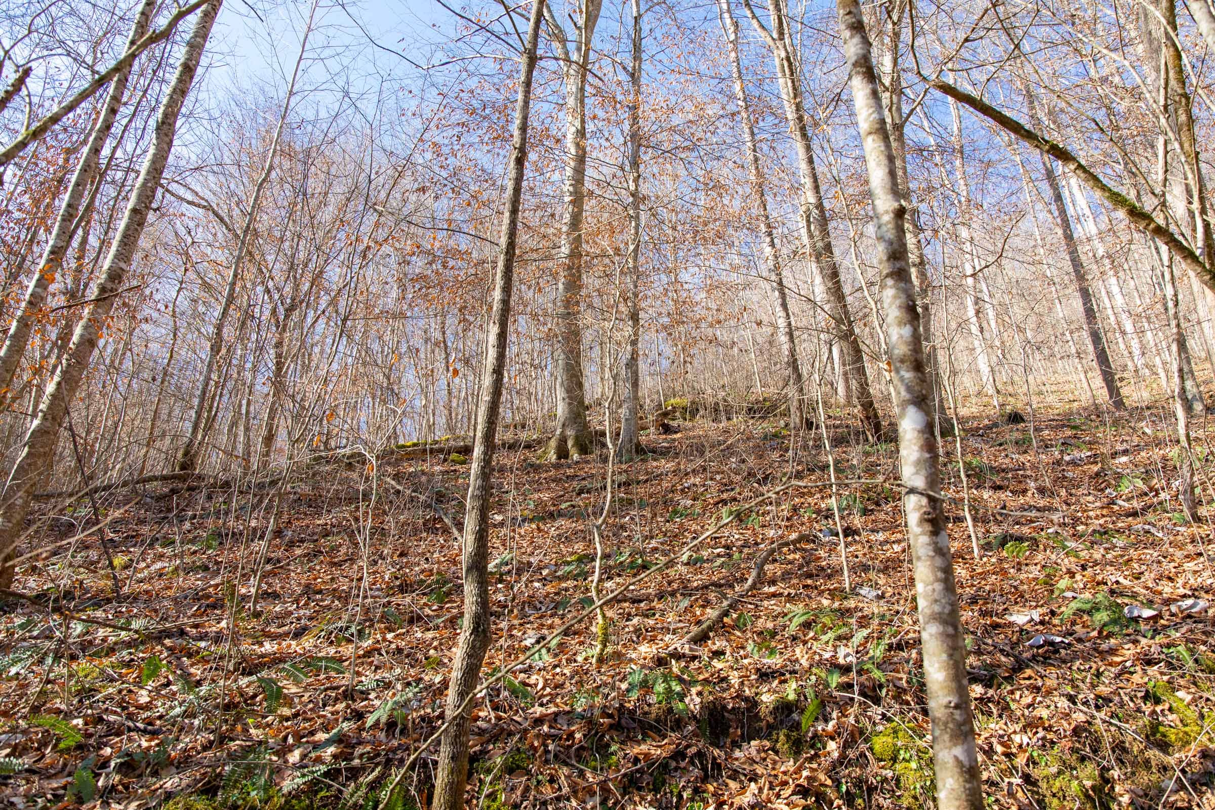 Blackstone Mountain Phase I Tract 12 photo 3
