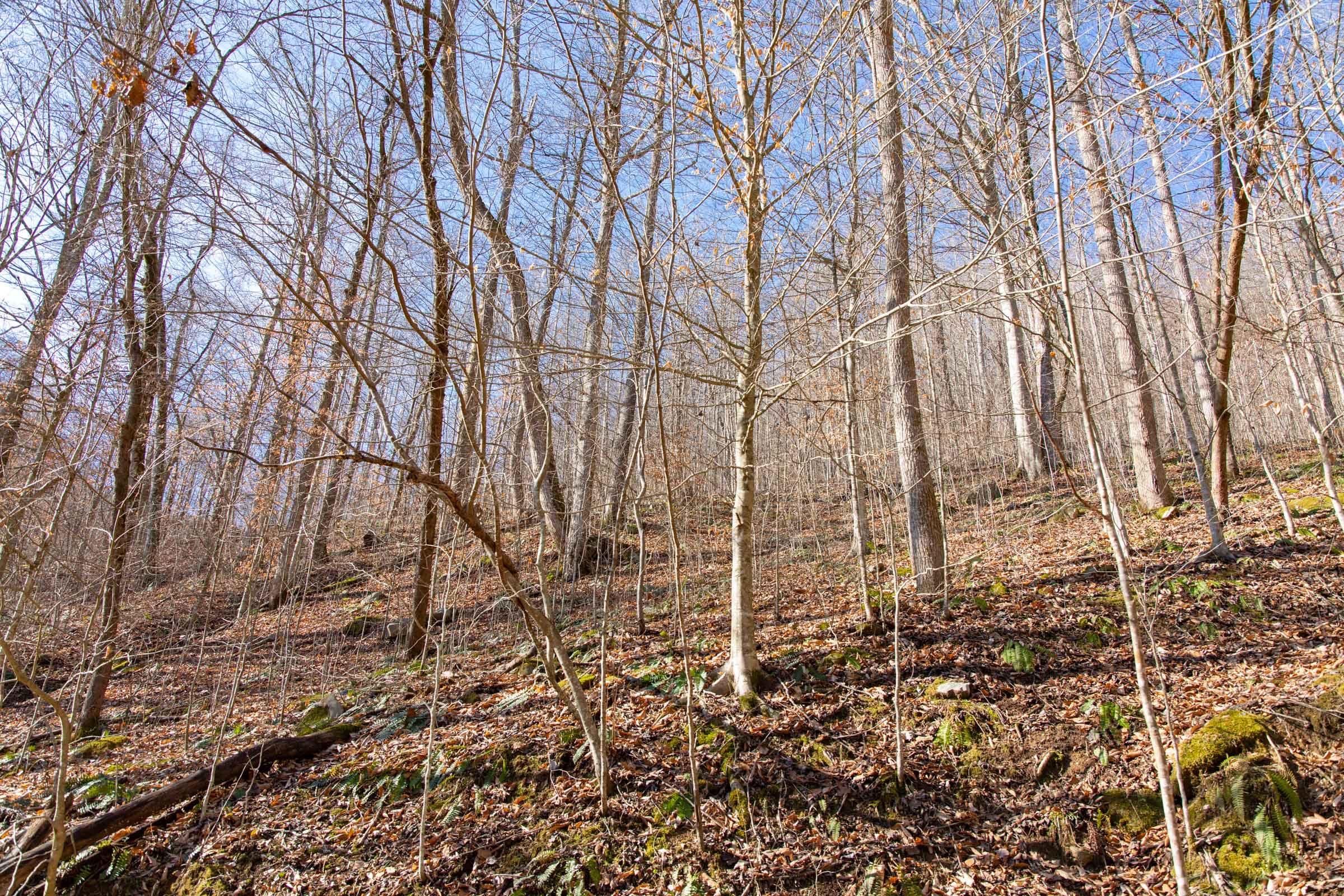 Blackstone Mountain Phase I Tract 12 photo 6