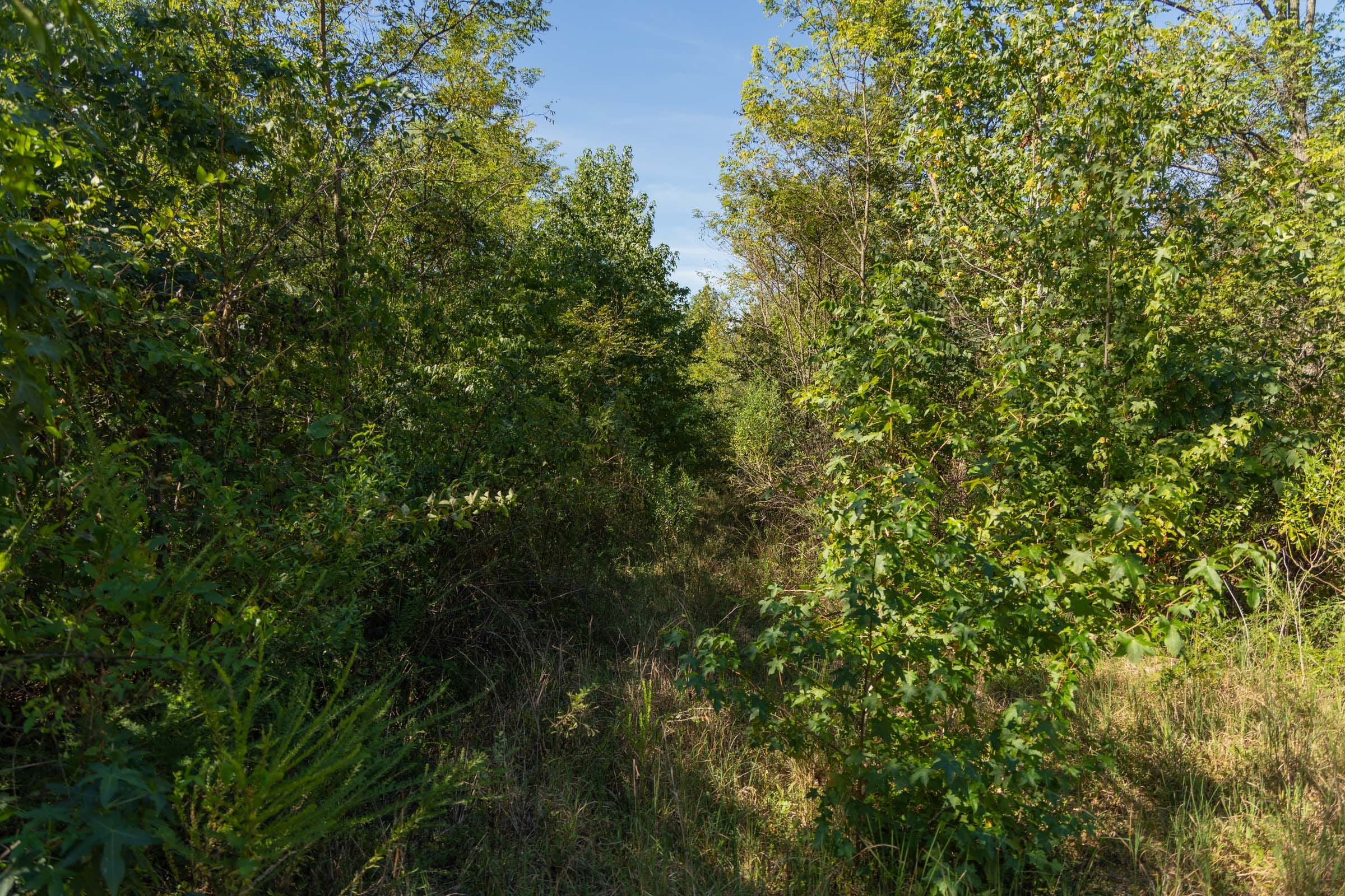Big White Oak Tract 105 photo 10