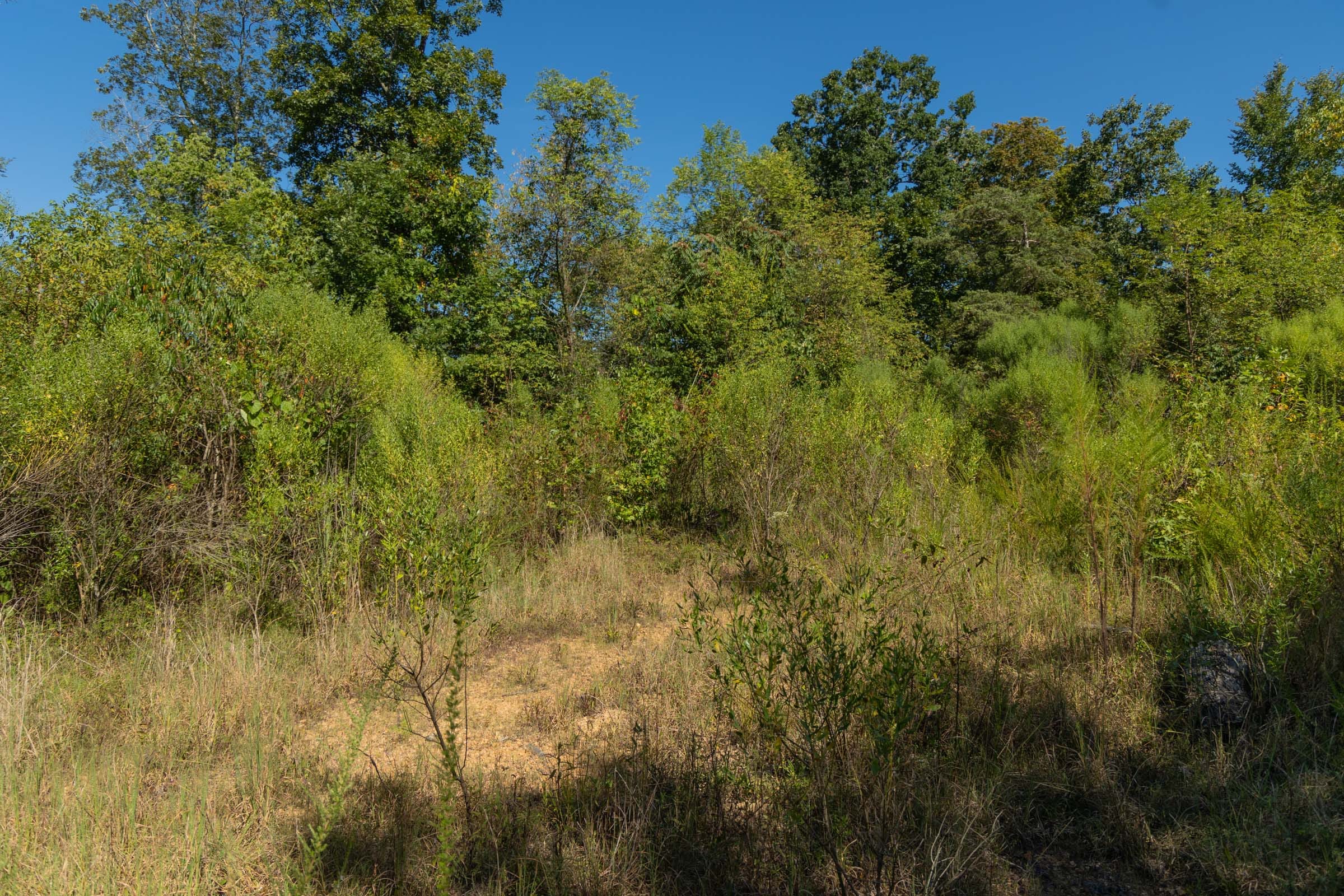 Big White Oak Tract 105 photo 9