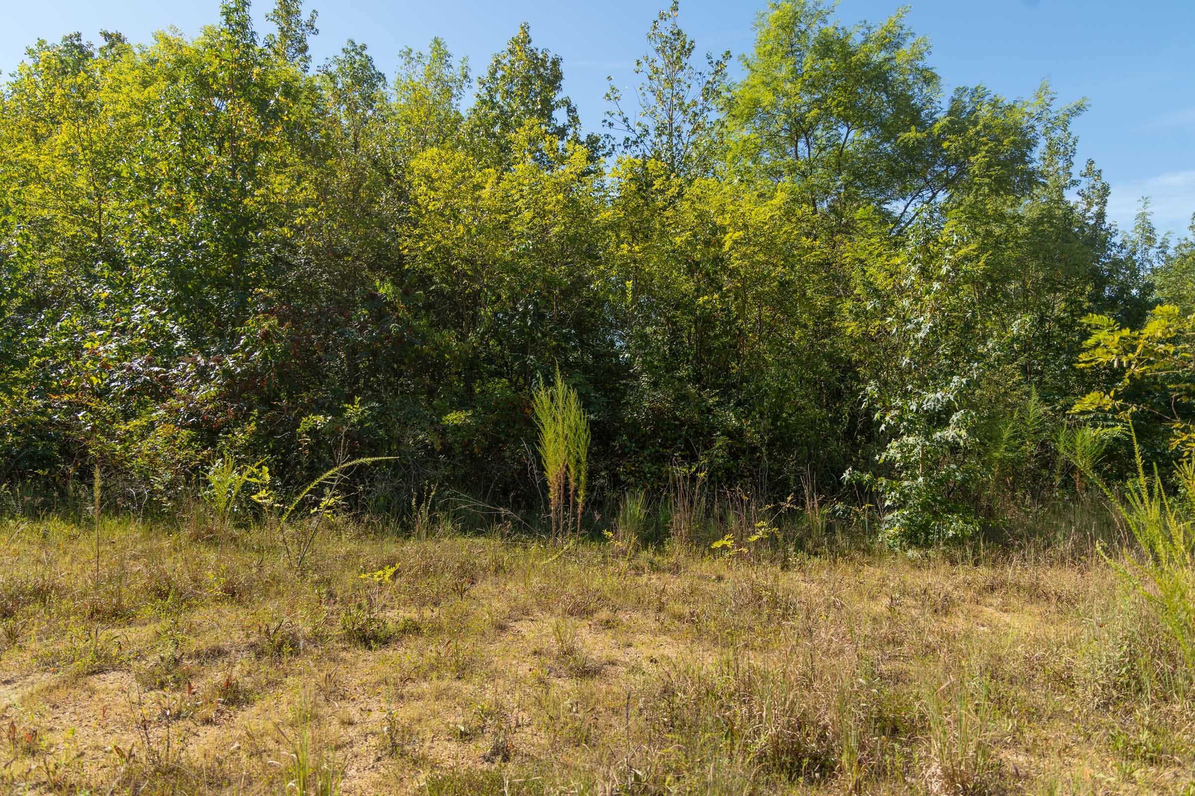 Big White Oak Tract 105 photo 8