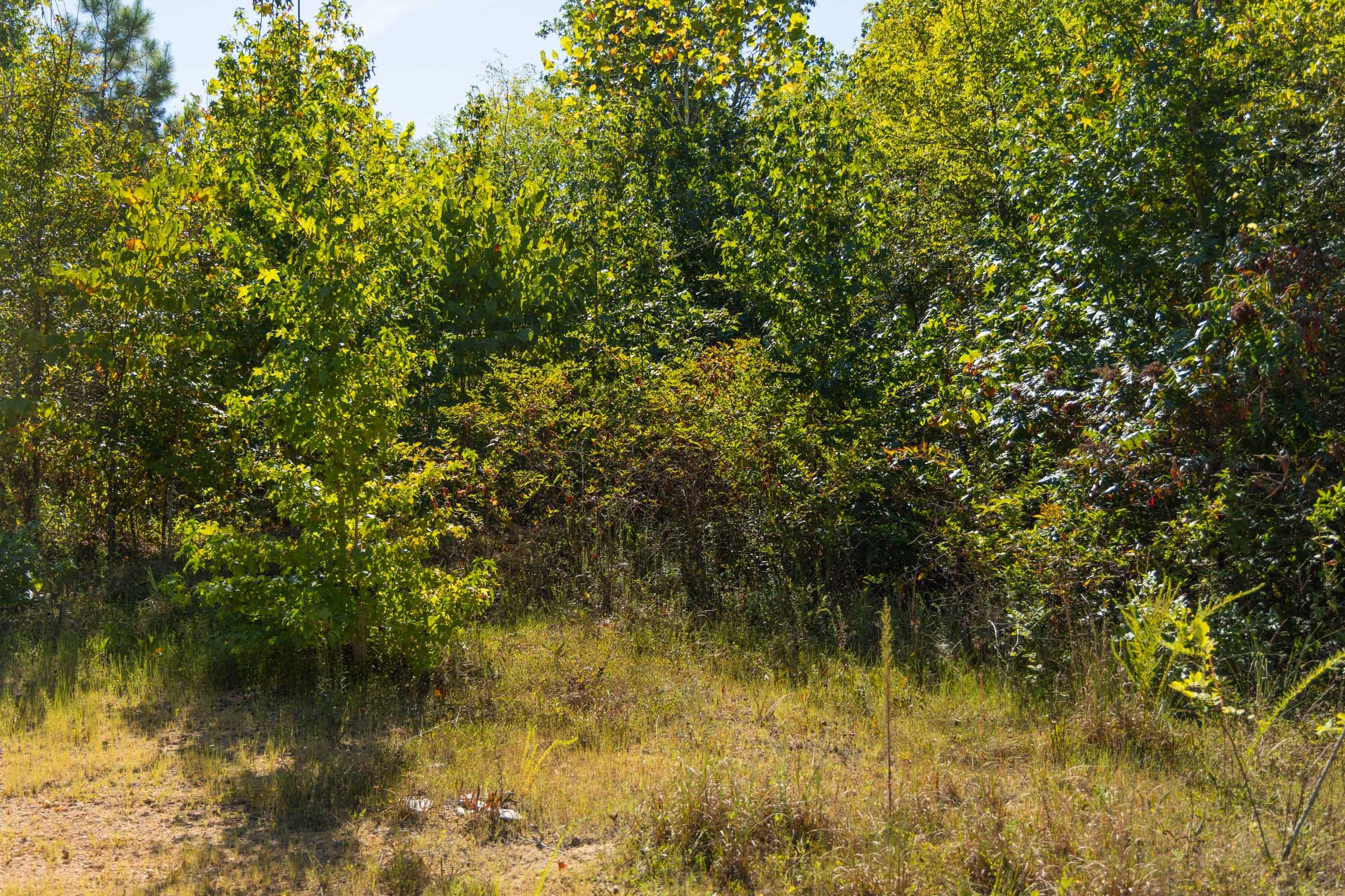 Big White Oak Tract 105 photo 7