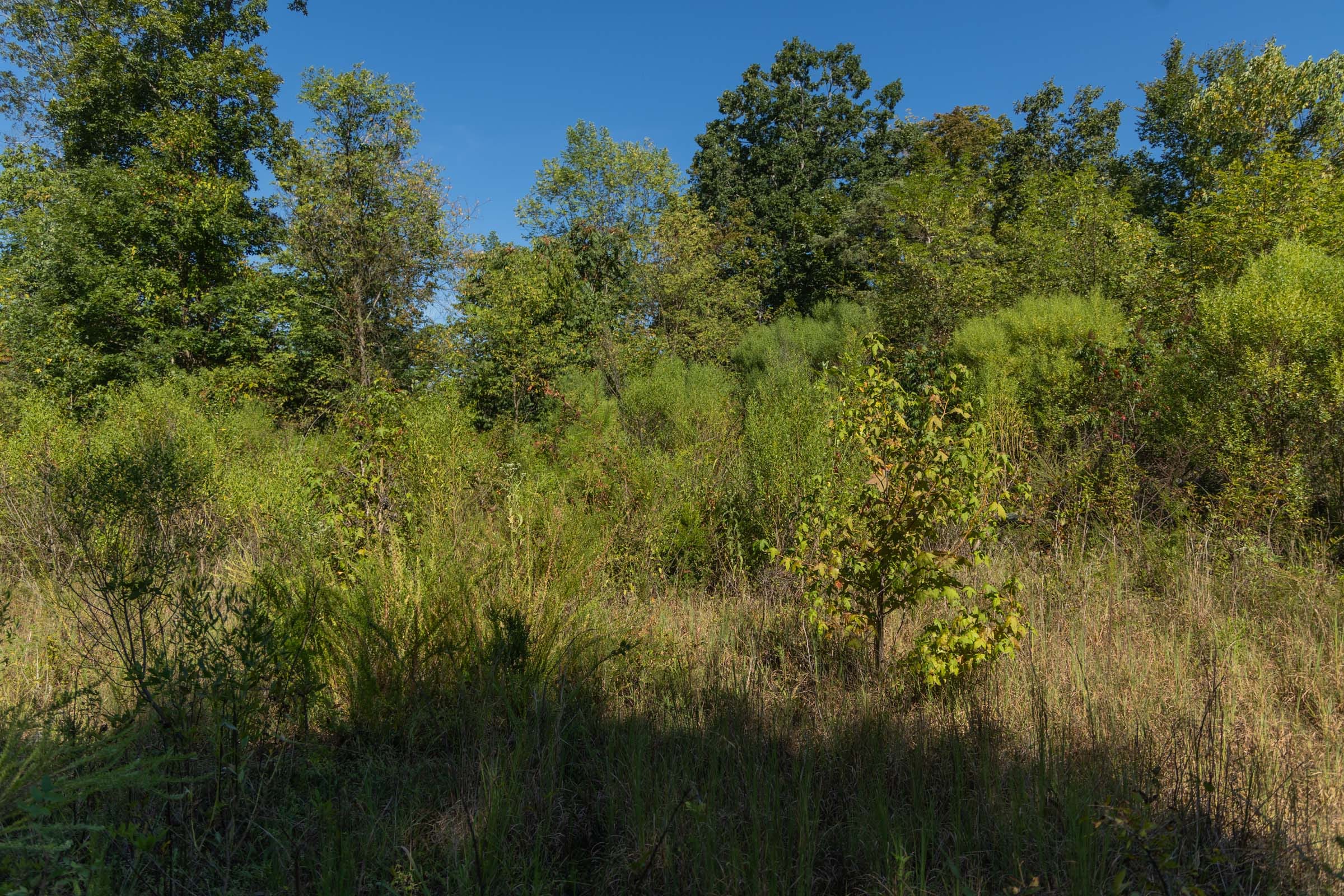 Big White Oak Tract 105 photo 6