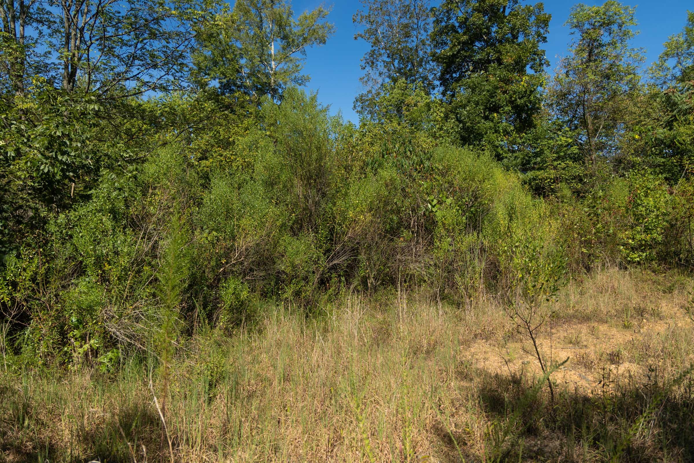 Big White Oak Tract 105 photo 3
