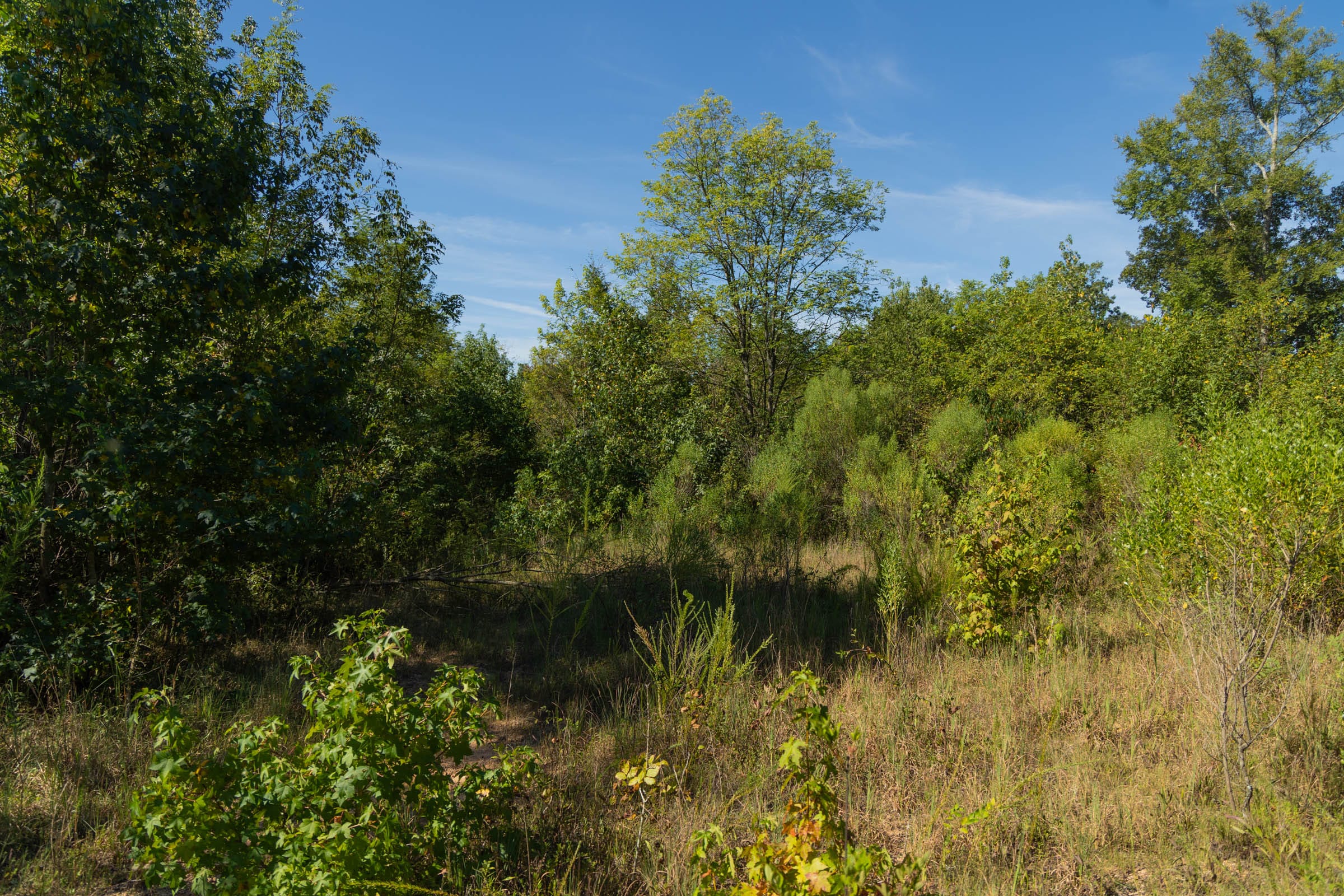 Big White Oak Tract 105 photo 2
