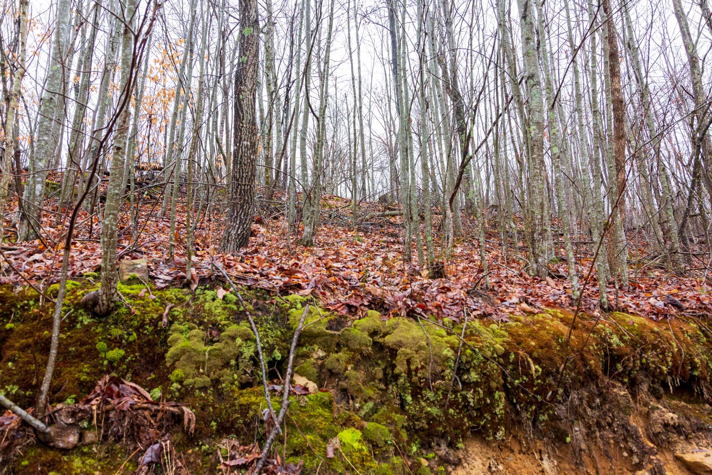 Blackstone Mountain Phase II Tract 85 photo 11