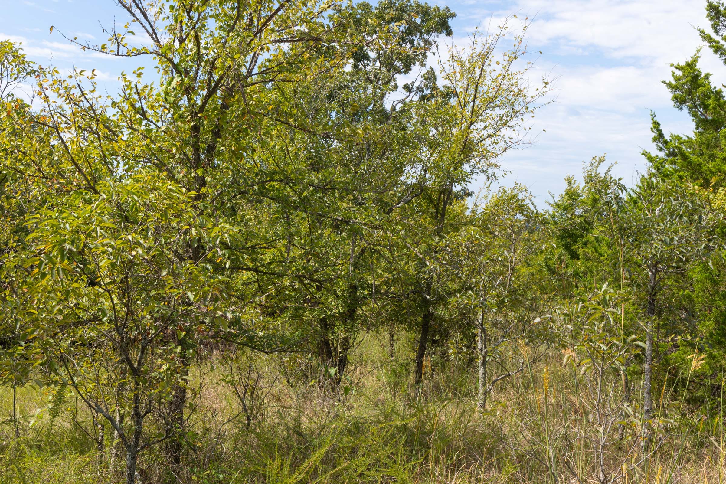 Reserves At Cattail Cove Phase II Tract 57 photo 3