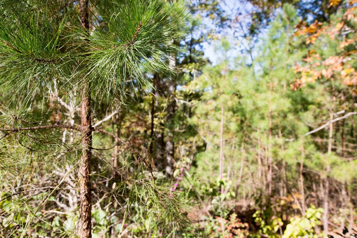 Stone Creek Phase I Tract 115 photo 5