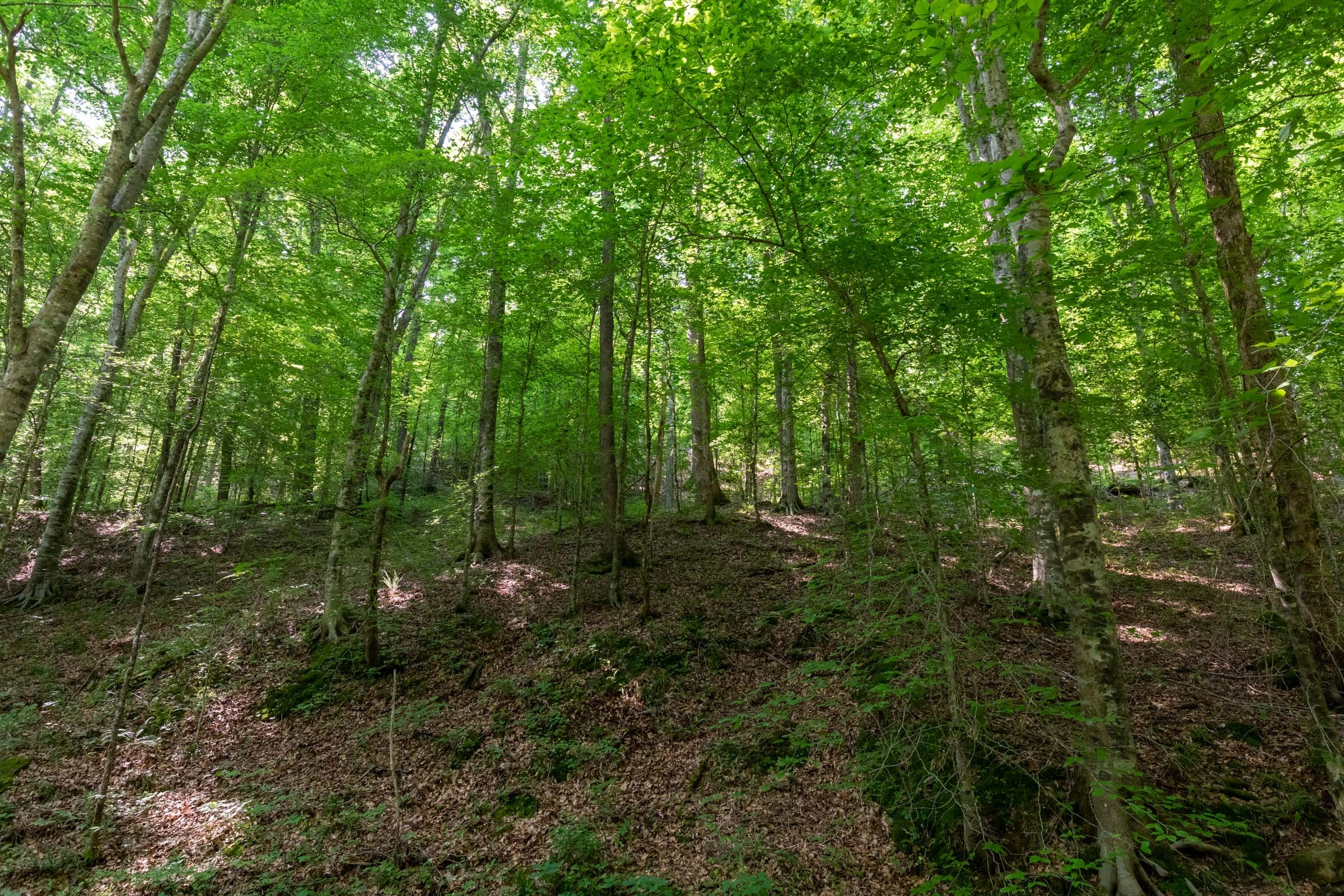 Cedar Creek Tract 51 photo 4