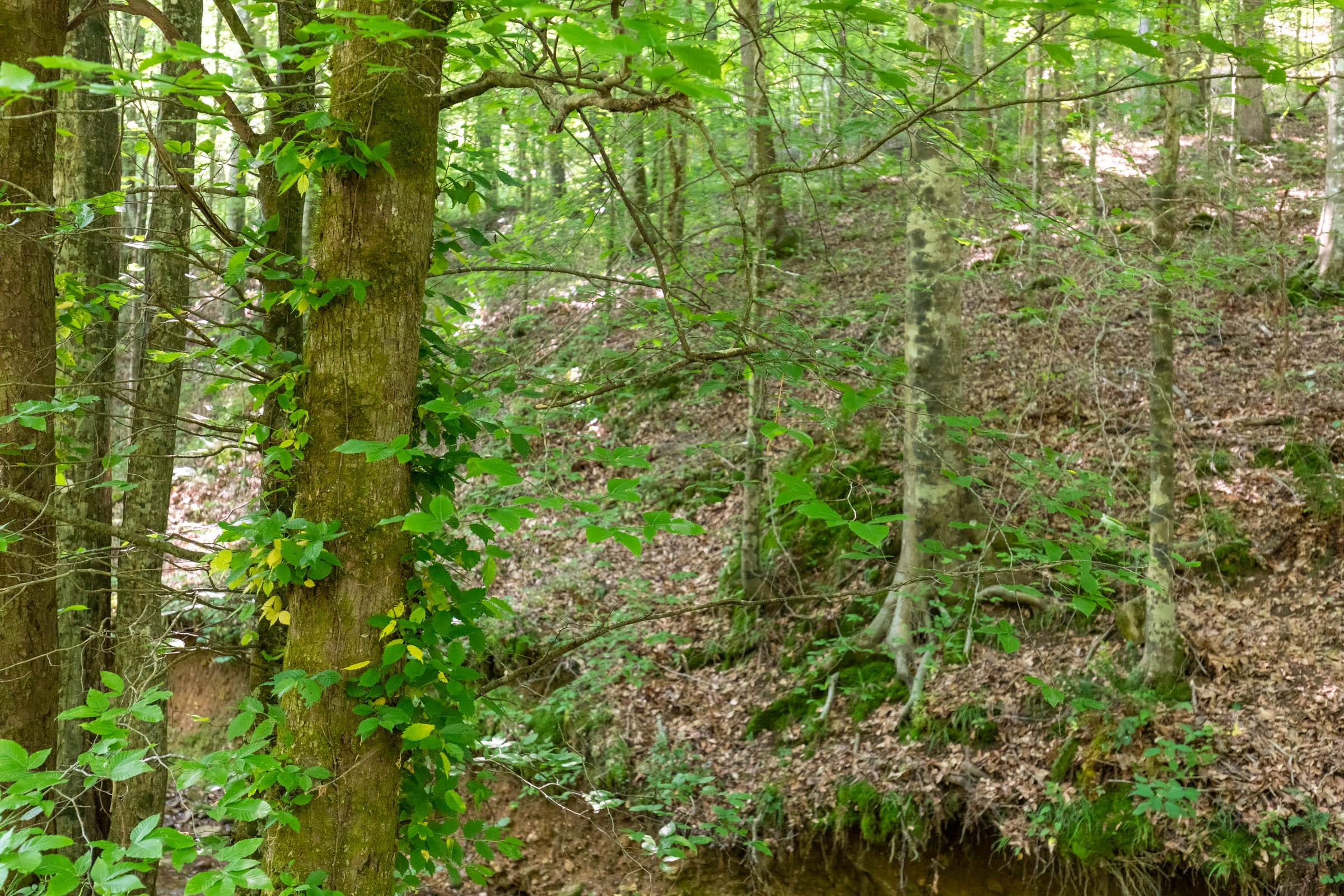 Cedar Creek Tract 51 photo 5