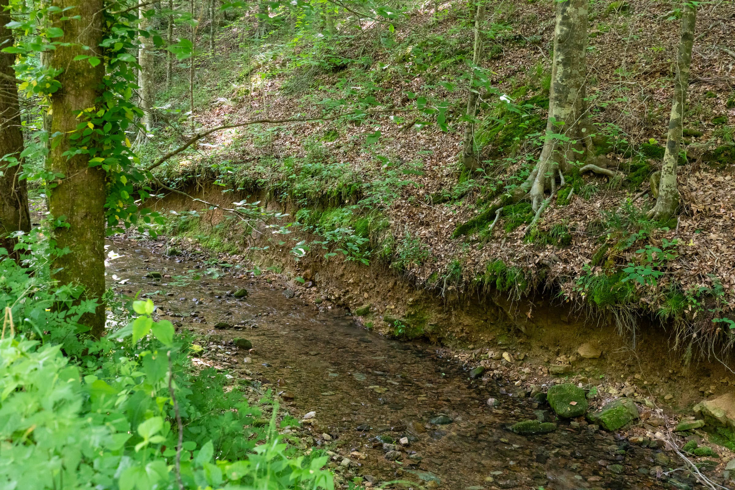 Cedar Creek Tract 51 photo 3
