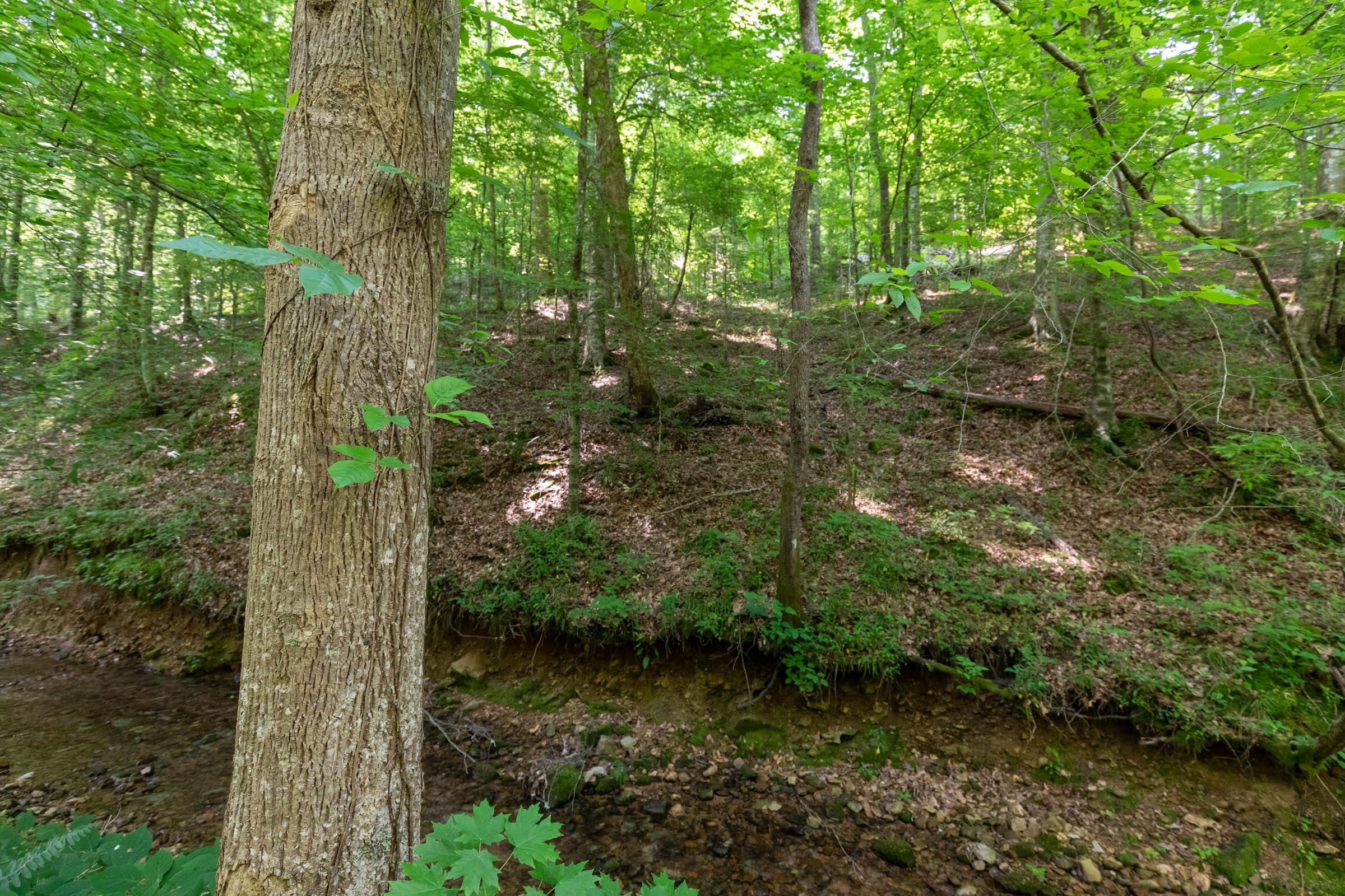 Cedar Creek Tract 51 photo 6