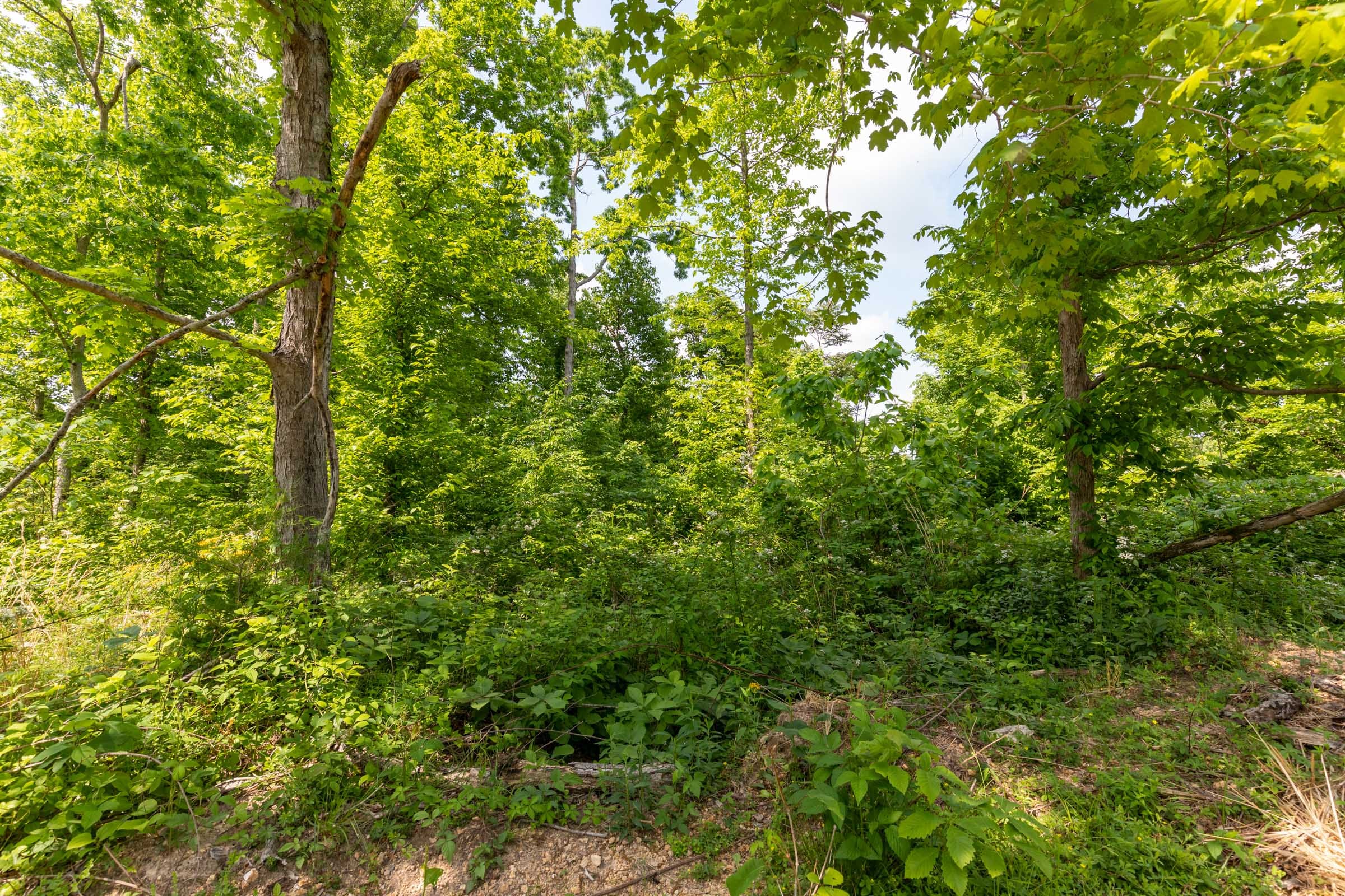 Cedar Creek Tract 51 photo 8