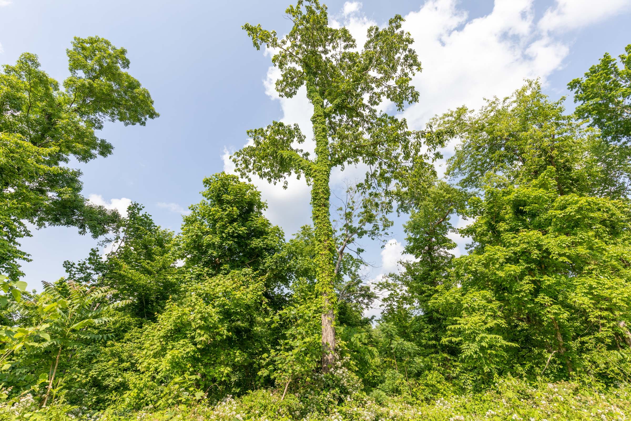 Cedar Creek Tract 51 photo 10