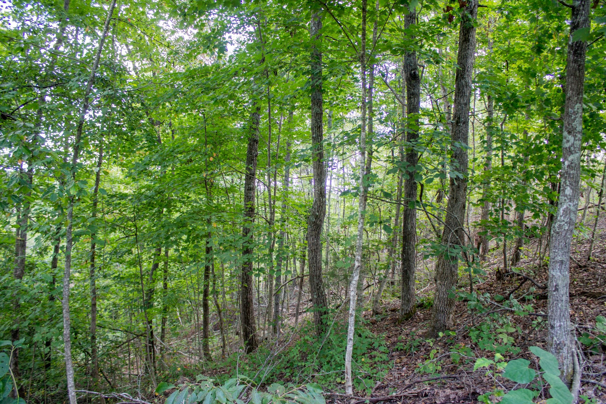 Buck Run Ridge Tract 5 photo 5