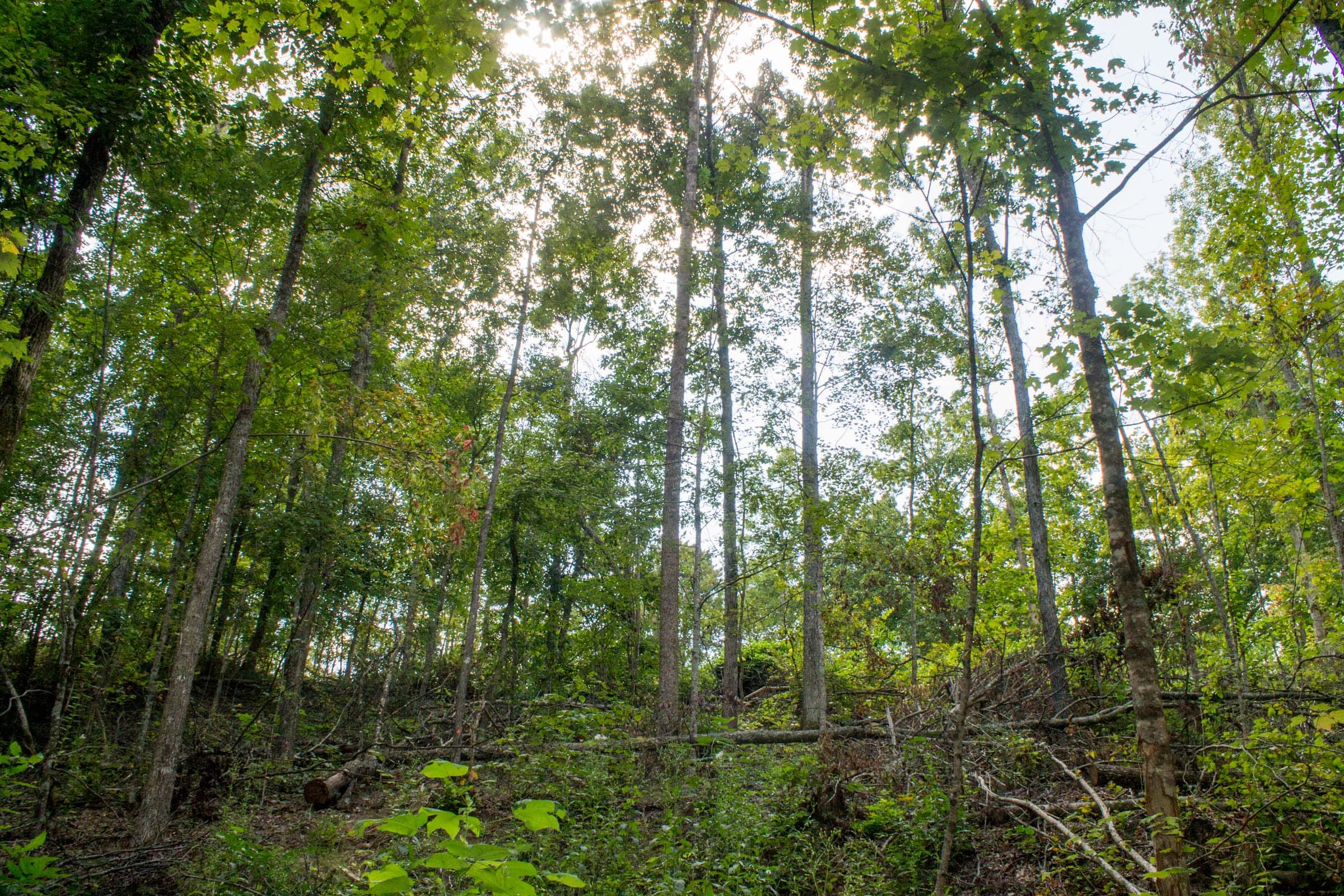 Buck Run Ridge Tract 5 photo 8