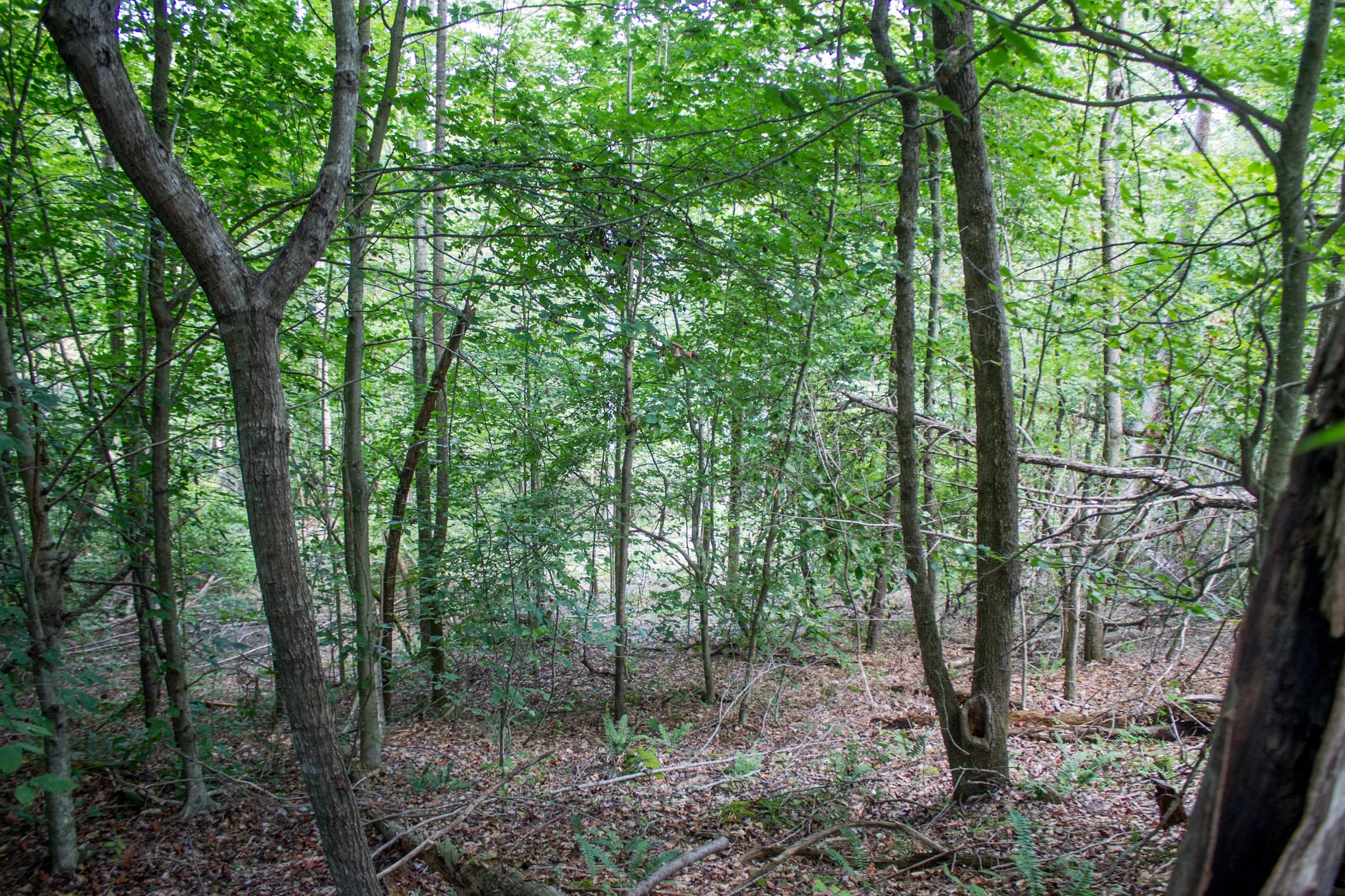 Buck Run Ridge Tract 5 photo 9