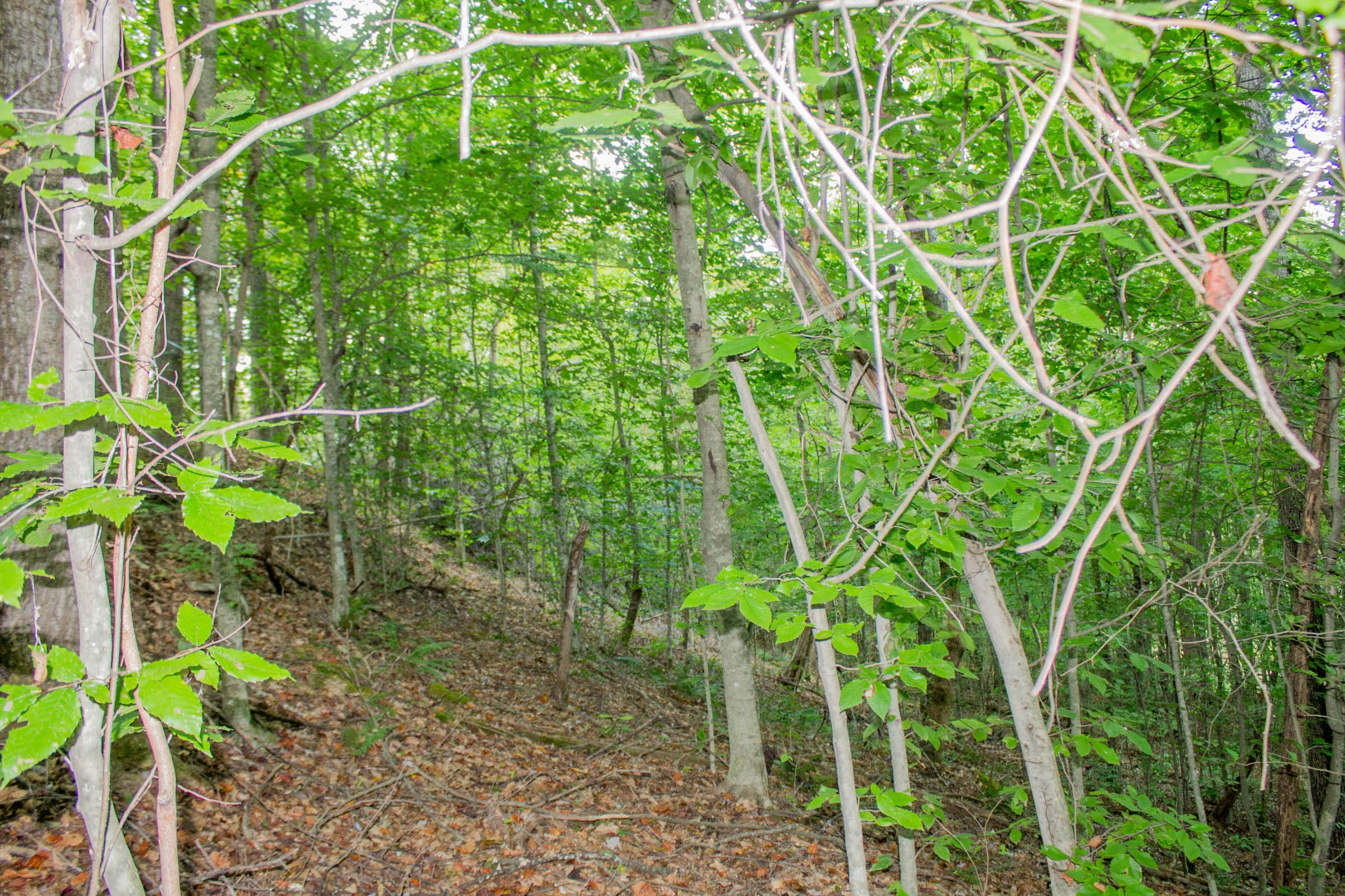 Buck Run Ridge Tract 5 photo 10