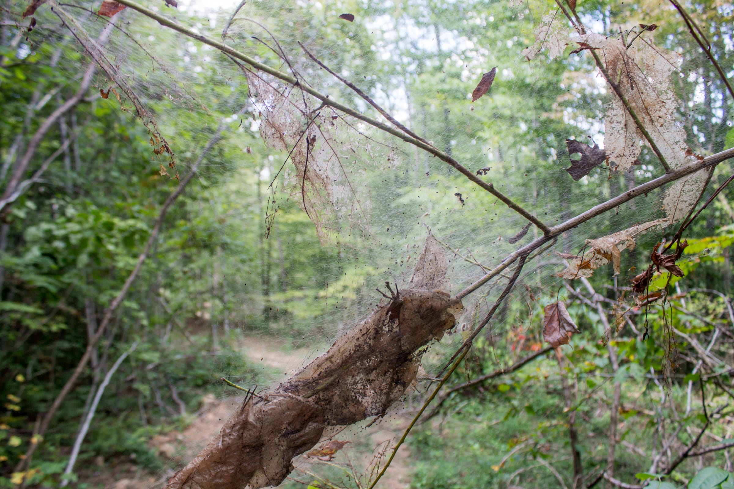 Buck Run Ridge Tract 5 photo 13