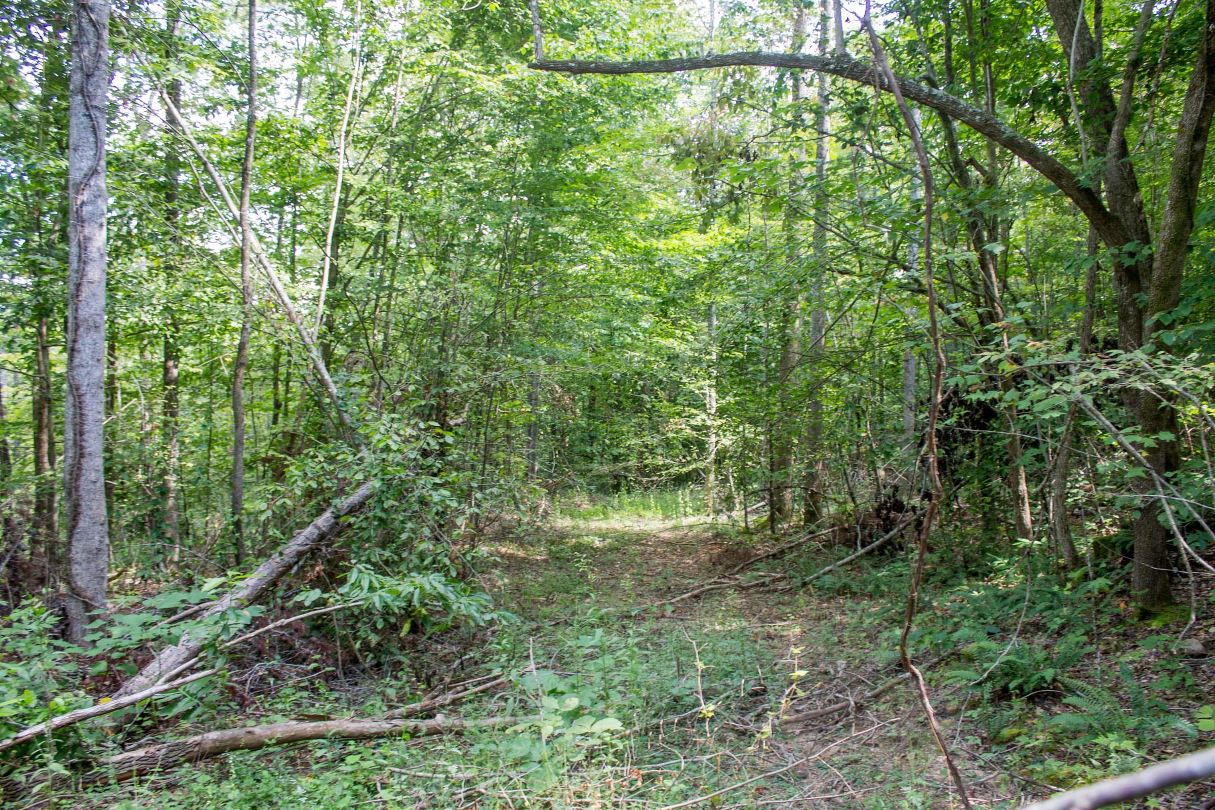 Buck Run Ridge Tract 5 photo 14