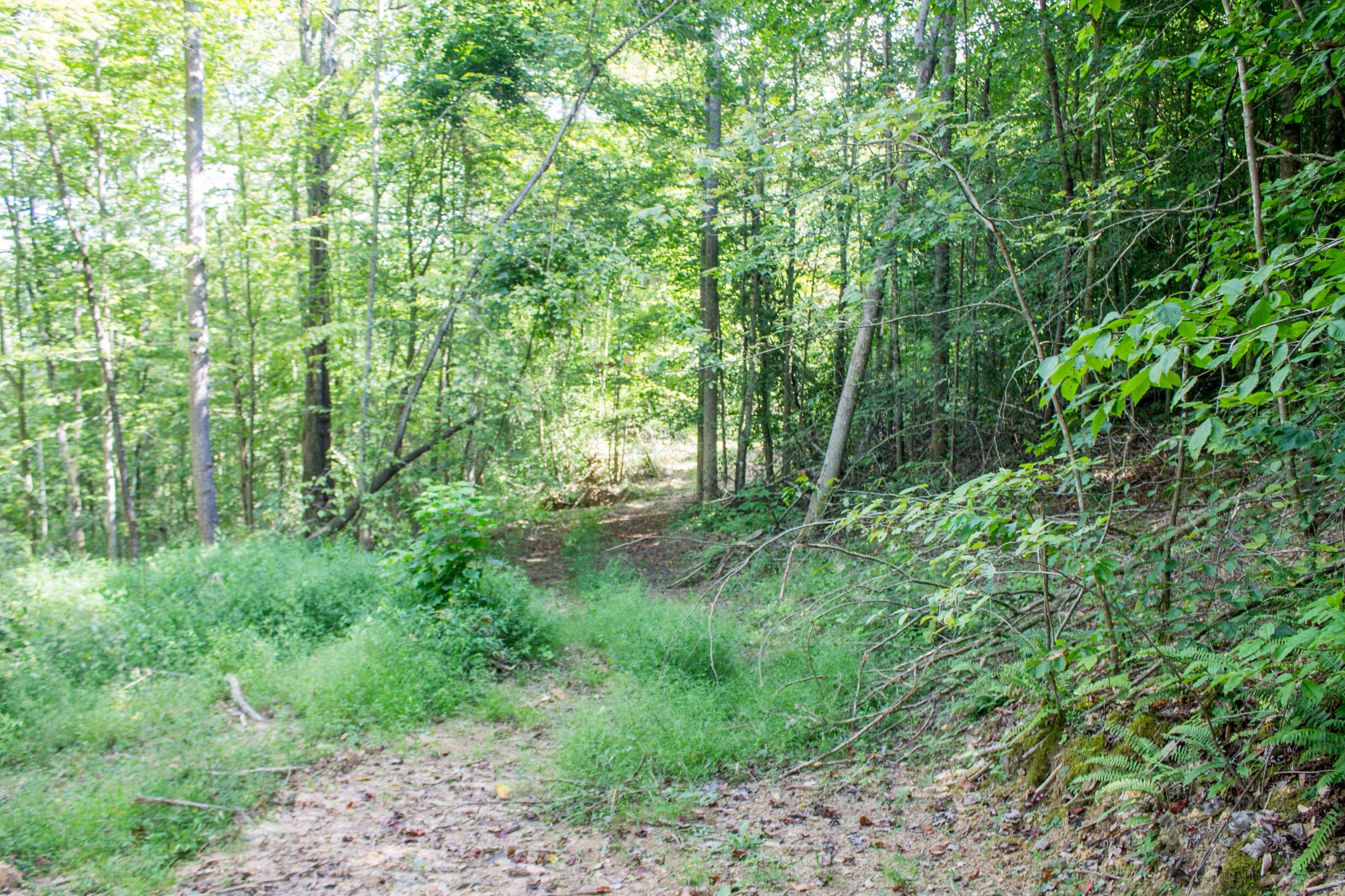 Buck Run Ridge Tract 5 photo 16