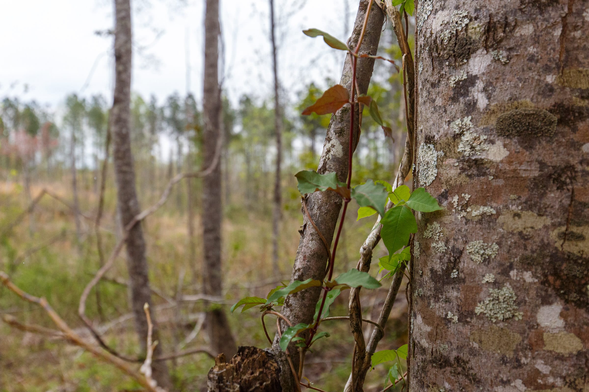 Twin Rivers Tract 16 photo 11