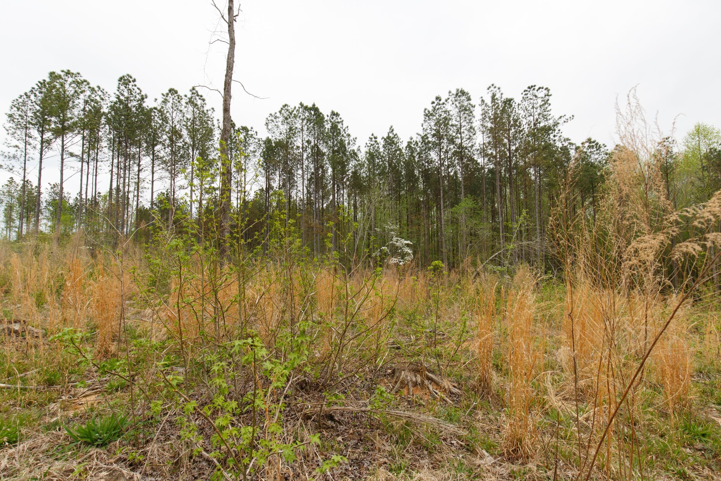 Twin Rivers Tract 16 photo 16